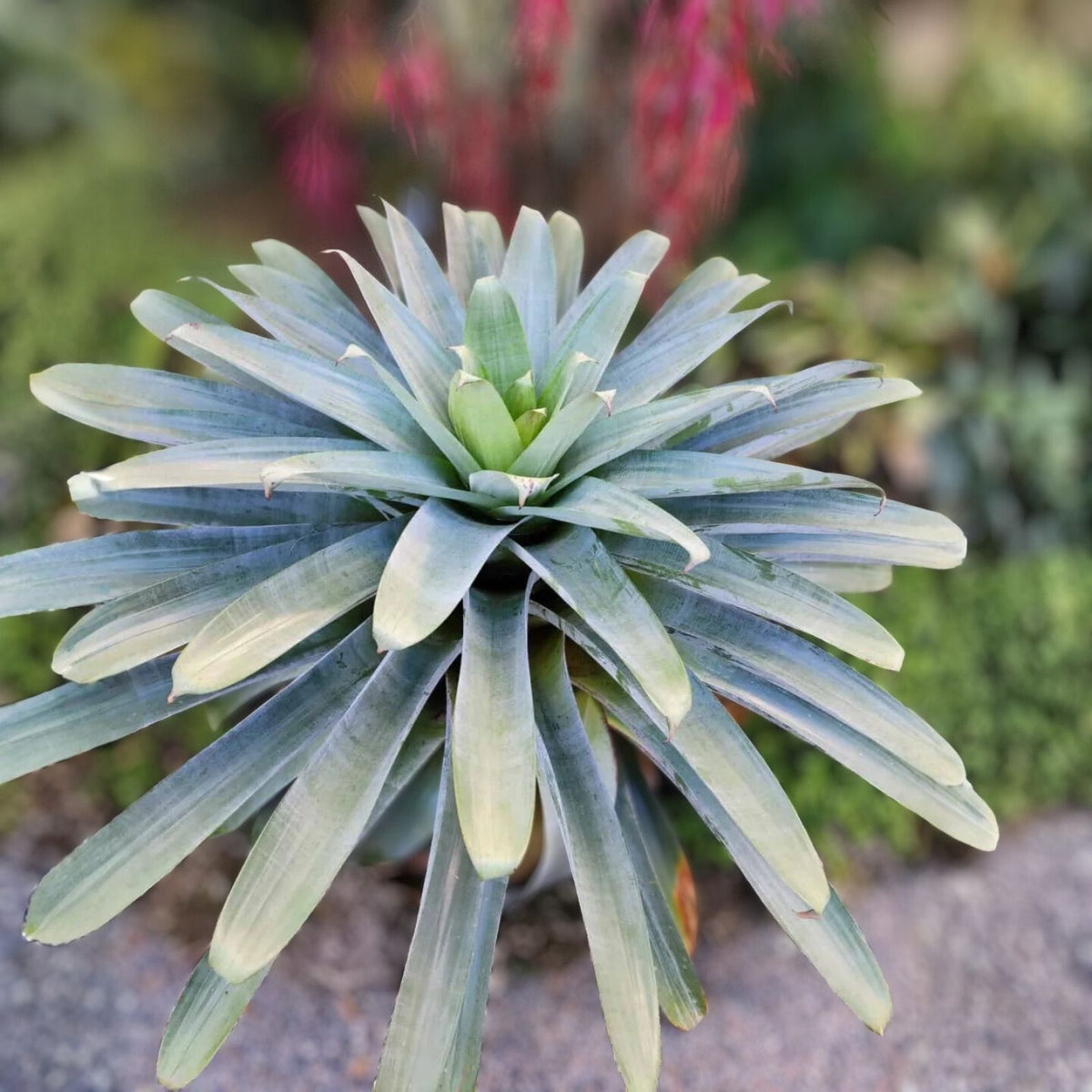 Alcantarea Imperialis 'Silver' Bromeliad 9" Pot - Tropical Indoor Plant with Unique Silver Coloration, Ornamental Houseplant