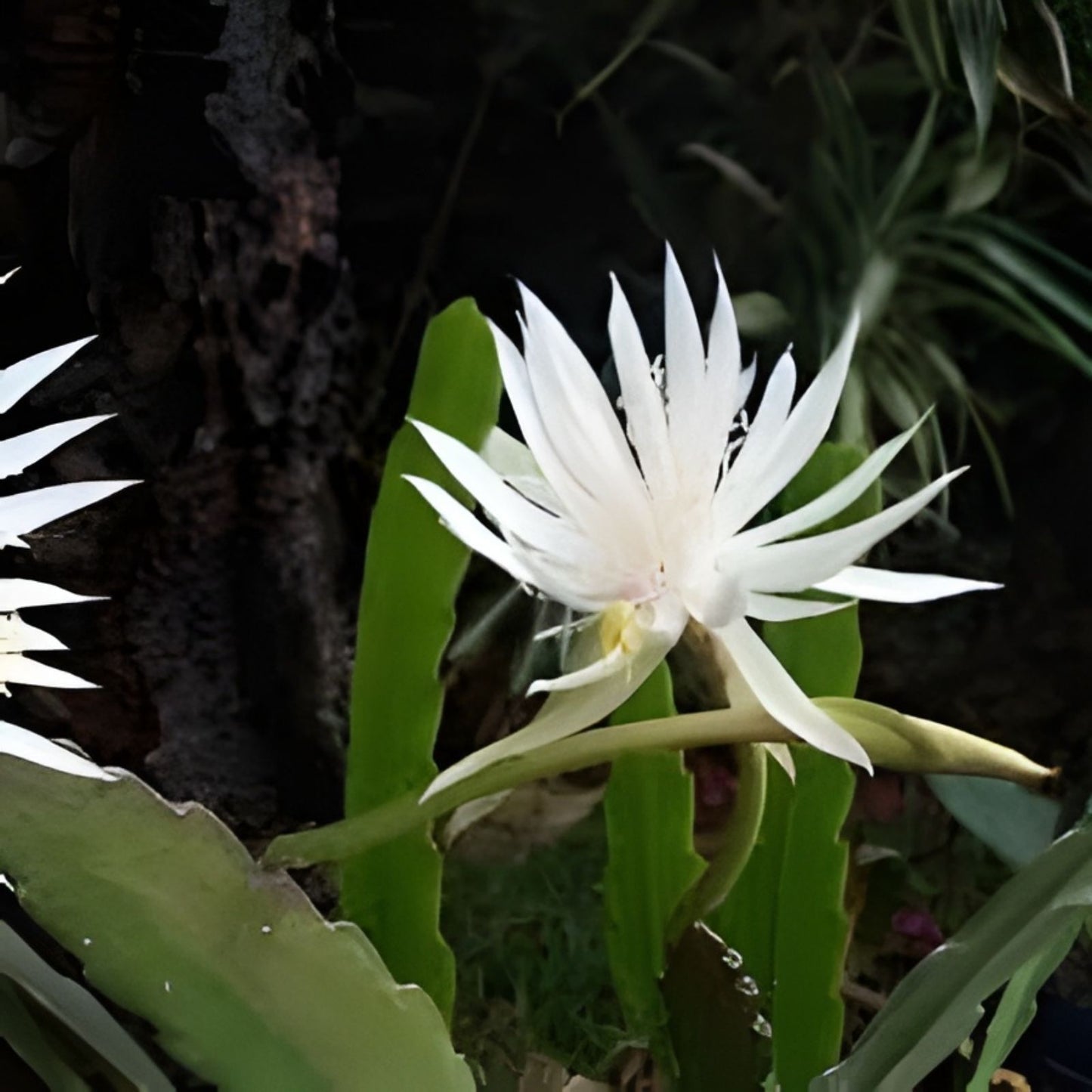 Epiphyllum Cuttings Judy C. Orchid Cactus Don's Propagation Aug 1 Plant Clippings