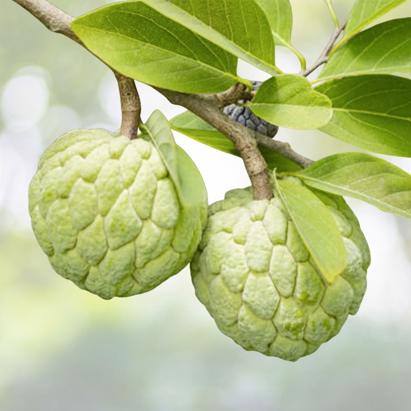 Custard Sugar Apple Tree Seeds - 10 Non-GMO Tropical Fruit Seeds, Sweet Annona Squamosa Variety
