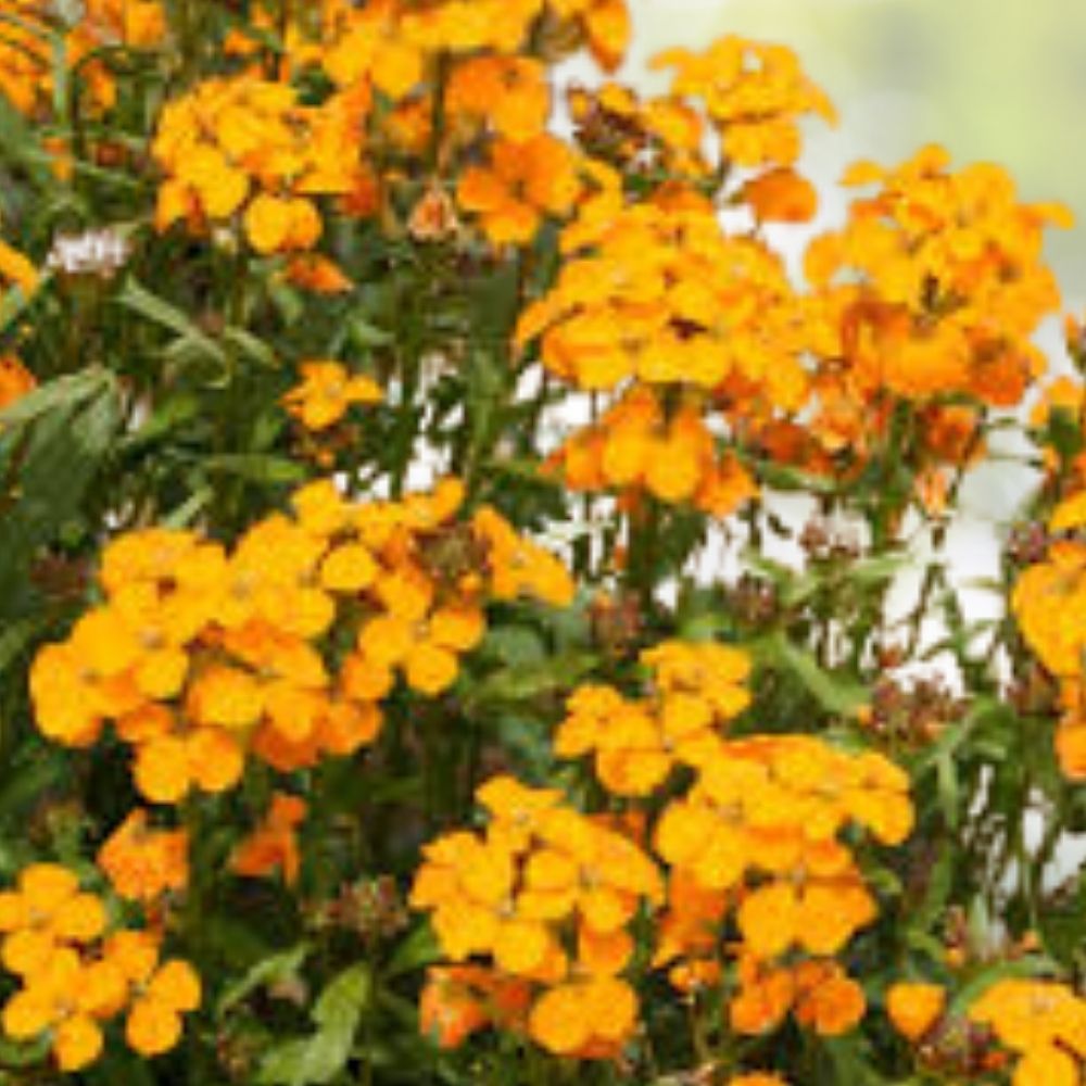 Orange Wildflower Seed Mix 200 Seeds Organic USA Non-GMO Wildflower Blend for Garden Planting