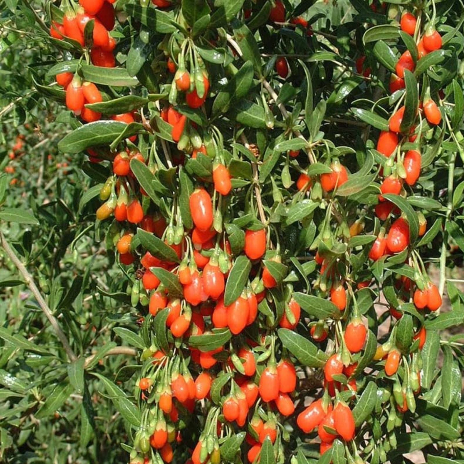 Goji Berry Cuttings - Lot of 10 Fresh Fruit-Bearing Lycium barbarum Plant Clippings