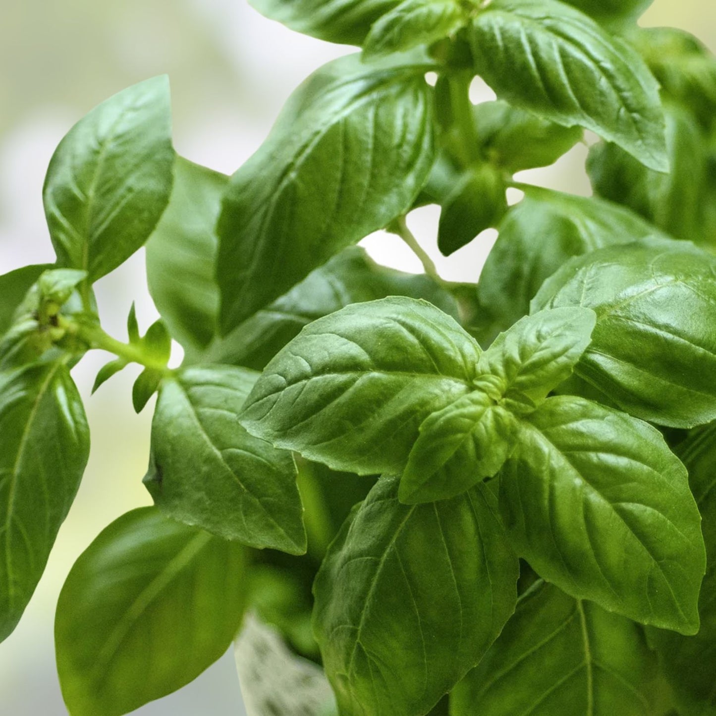 Genovese Basil Seeds 500+ Count – Italian Culinary Herb – Ocimum basilicum – Perfect for Pesto and Gardening