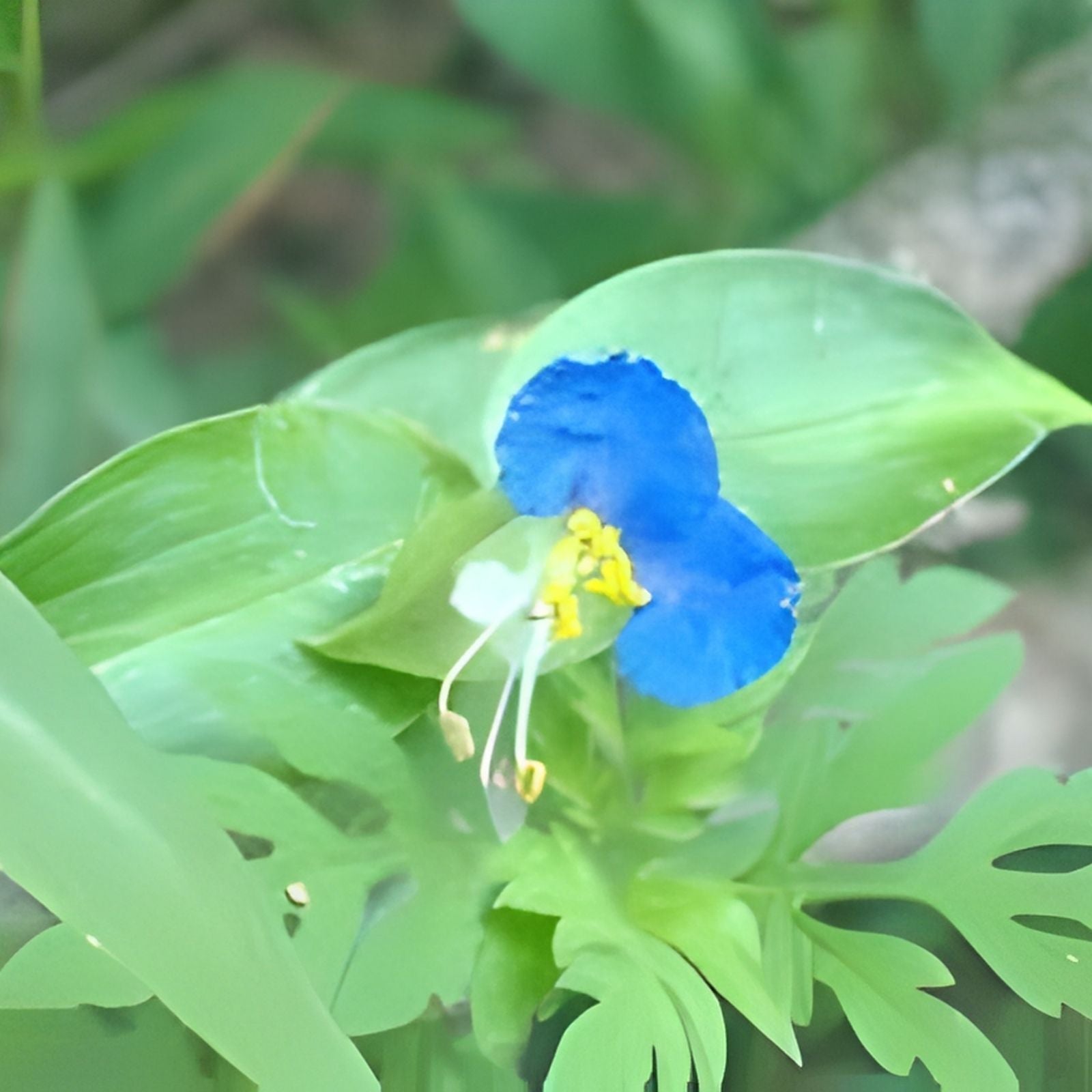 Commelina Diffusa Cuttings 15 Pieces 7 Inches Ground Cover Plant Tropical Perennial No Soil
