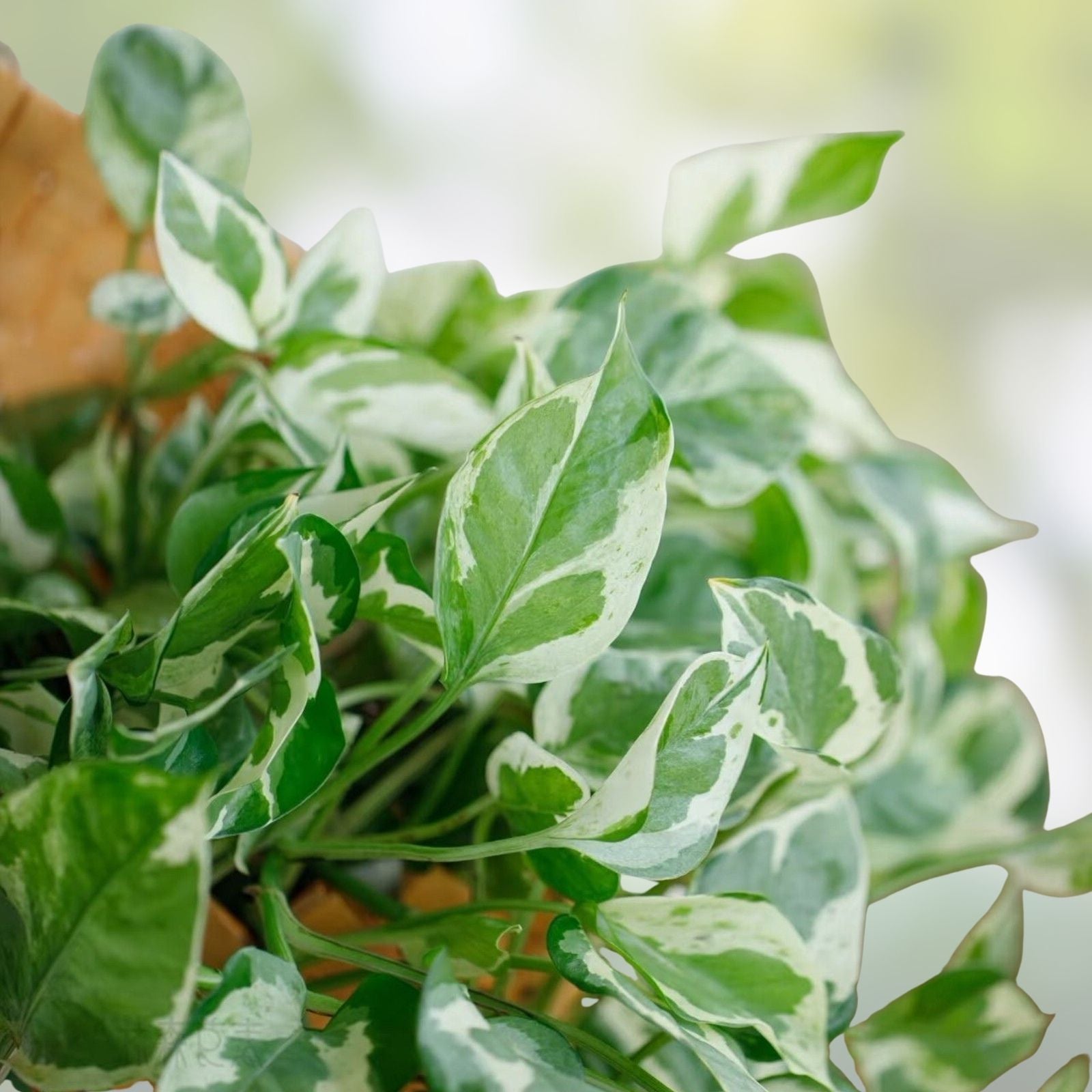 Pothos Cuttings 4-5" Pearls and Jade Devil’s Ivy Indoor House Plant Epipremnum aureum