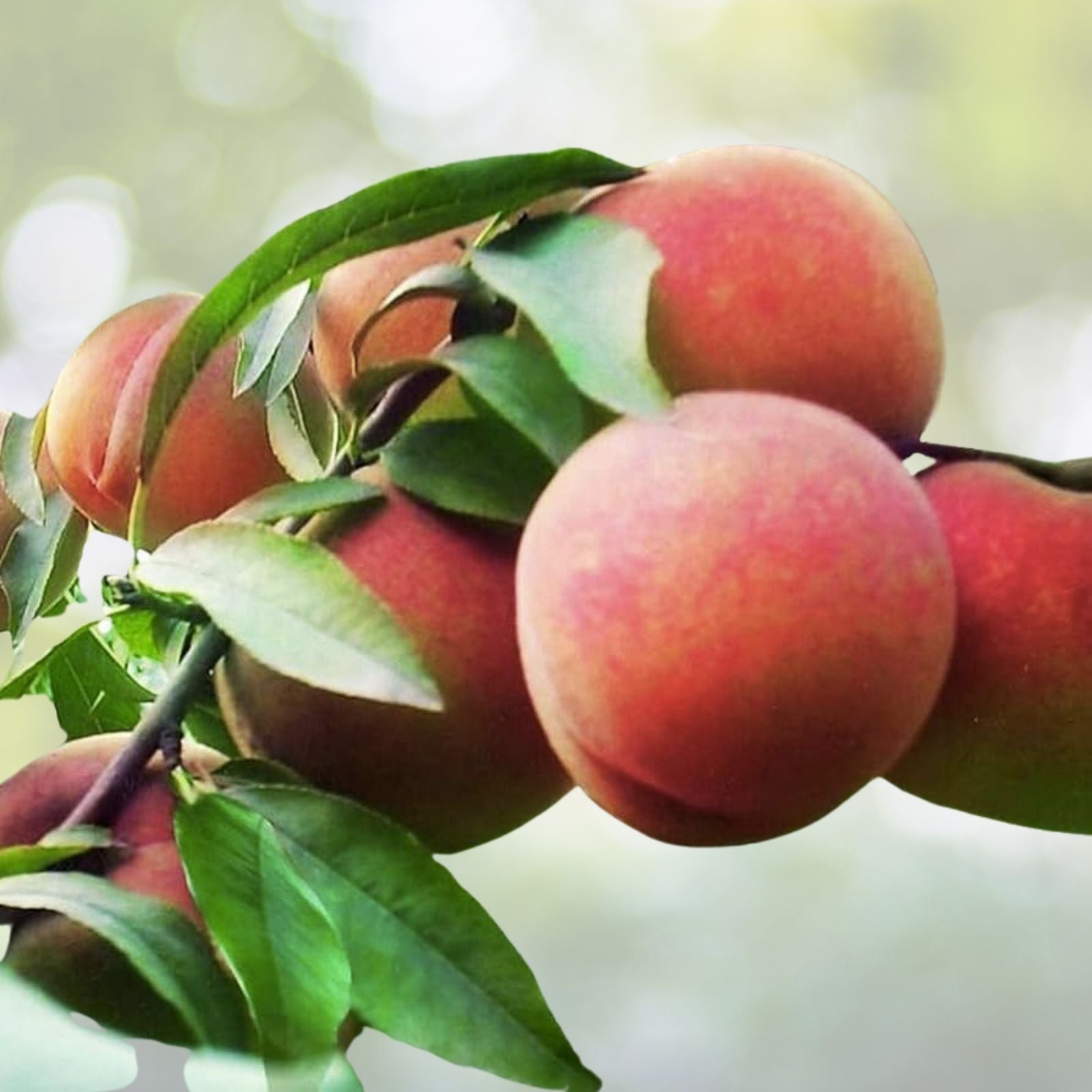Dwarf Peach Tree Seeds - Fast Growing Variety, Prunus persica, 12 Pack - Free Shipping from US Seller