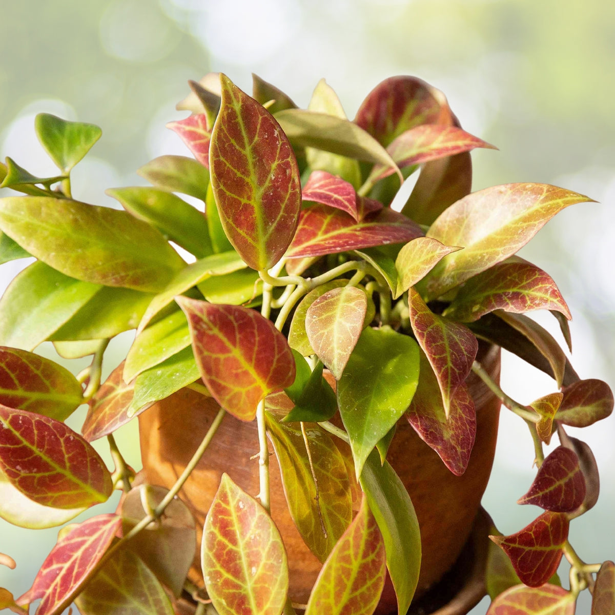Vibrant Chinese Ixora Shrub 1 Gallon Yellow Blooms Ixora chinensis - Tropical Evergreen Flowering Plant for Gardens