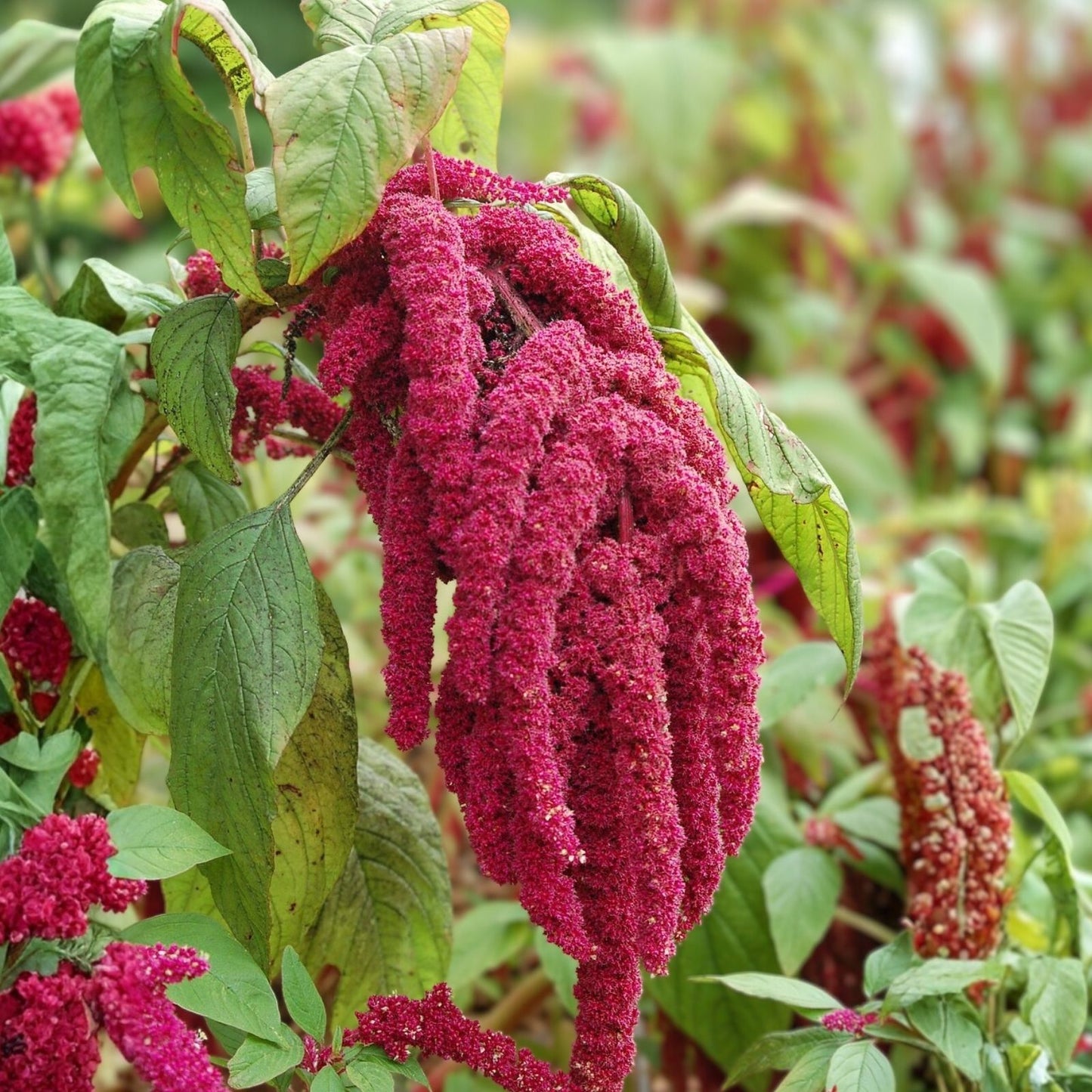 Amaranthus caudatus Seeds – 100+ Love-Lies-Bleeding Flower Seeds – Colorful Ornamental Garden Plants – Annuals for Landscaping