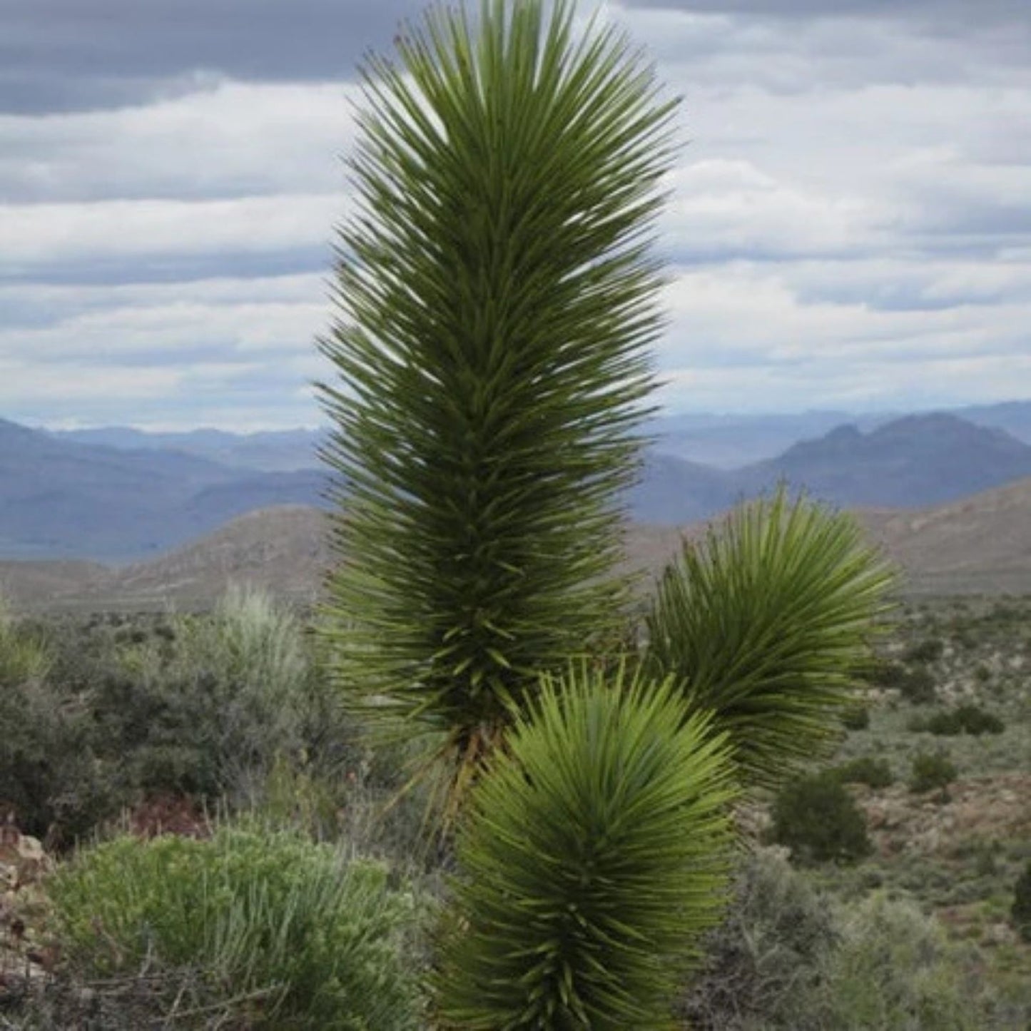 Yucca Palm Tree Seeds 10 Pack - Joshua Tree Variety - Yucca brevifolia for Planting - Drought Tolerant, Ornamental, Fast Growing