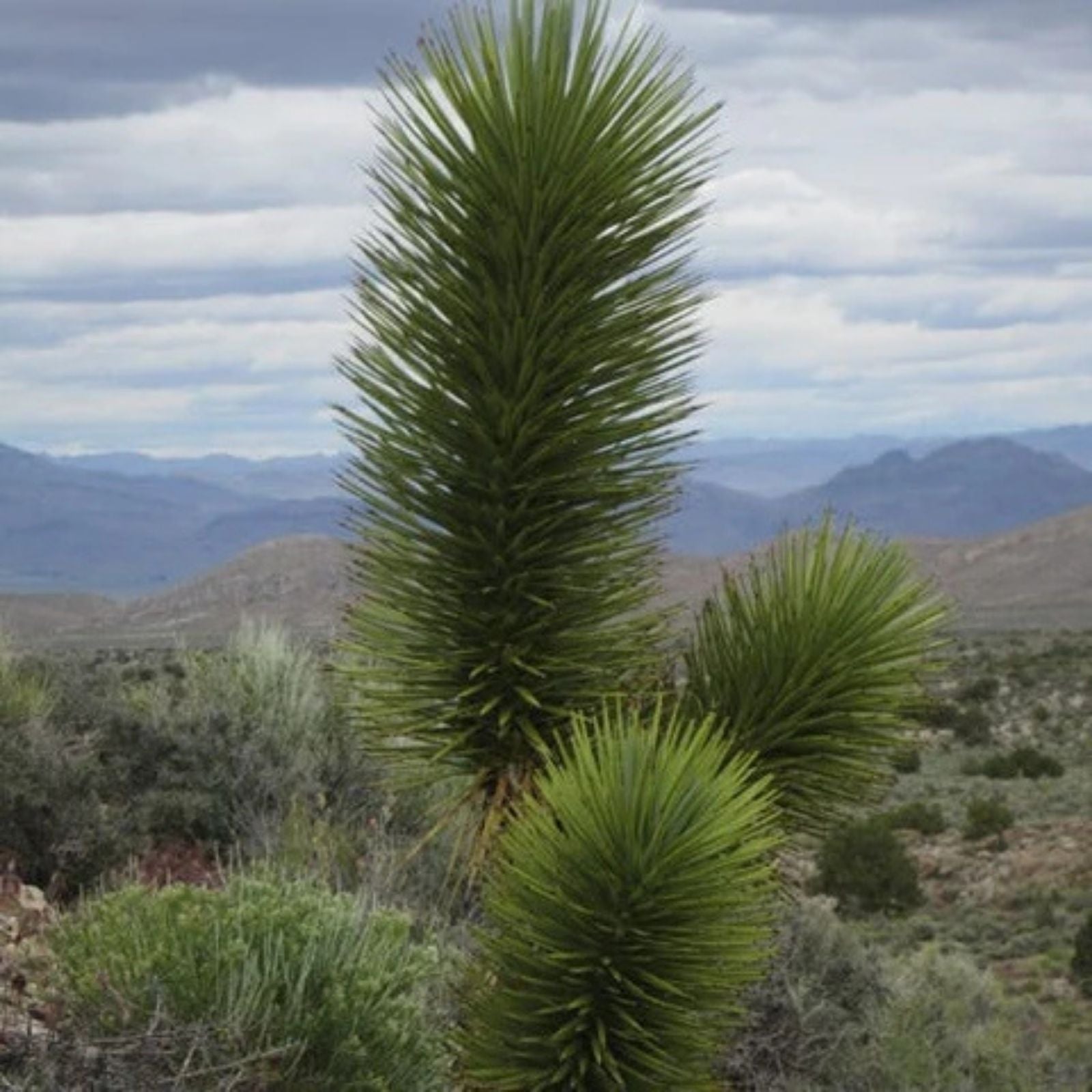 Yucca Palm Tree Seeds 10 Pack - Joshua Tree Variety - Yucca brevifolia for Planting - Drought Tolerant, Ornamental, Fast Growing