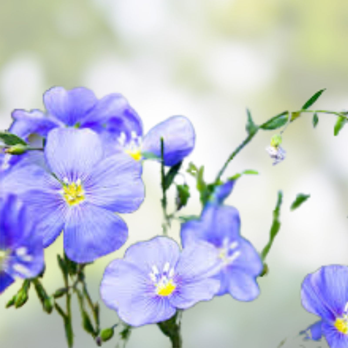 Blue Flax Seeds Pack - 500+ Seeds for Garden, Striking Blue Flowers, Linum perenne, Wildflower, Native Plant, Ornamental Flower