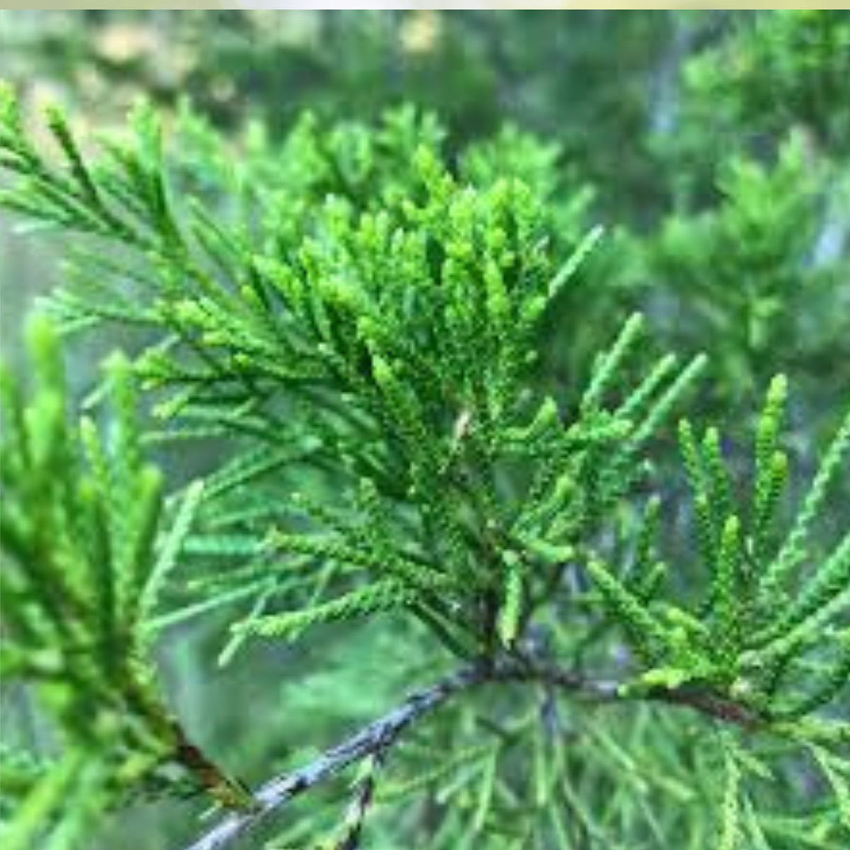 Eastern Red Cedar Seedlings - Live Trees 4-8 Inches - Juniperus virginiana - 25 Pack