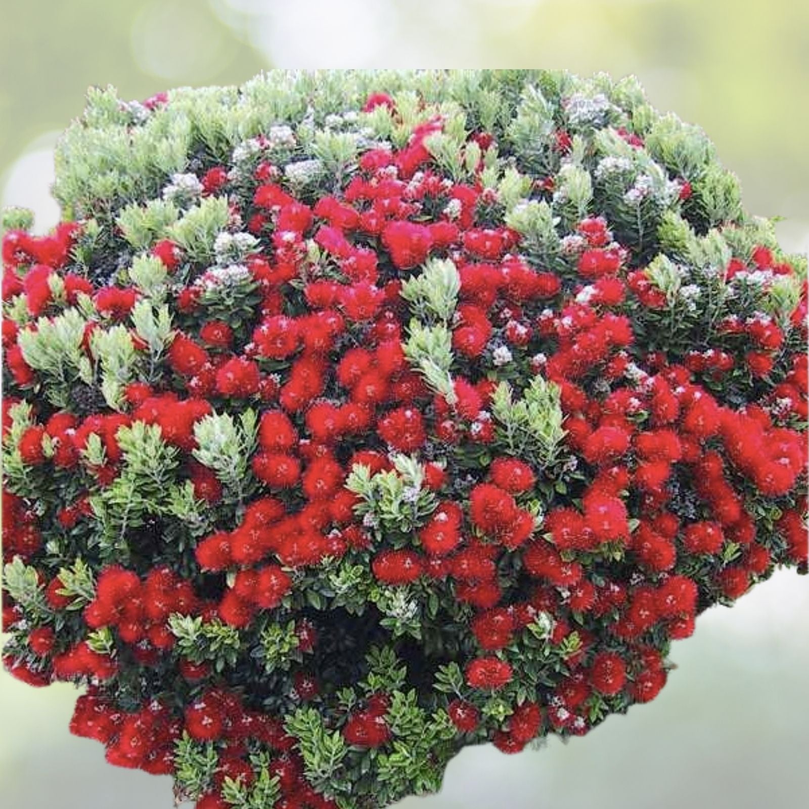 New Zealand Christmas Tree Seeds - Metrosideros tomentosa - 10 Pack - Hardy Evergreen Plant, Unique Holiday Decor