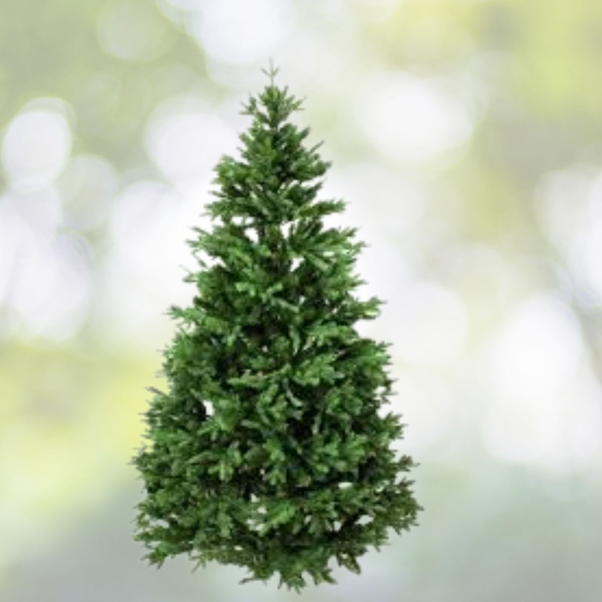 Noble-Fir-Live-Christmas-Tree-10-16"-Tall-No-Pot-Abies-procera-Free-Shipping
