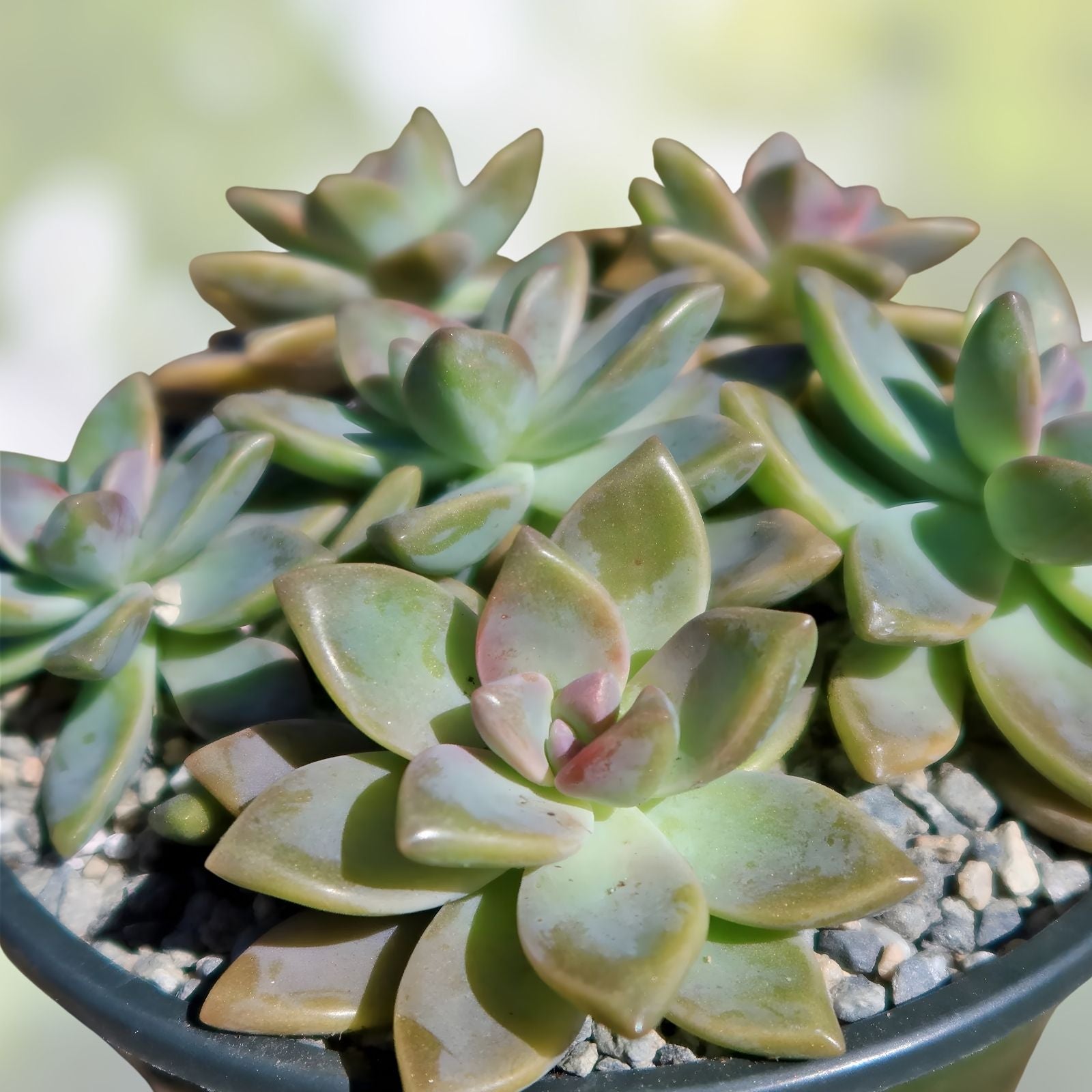 Graptopetalum Ghost Plant Succulent Cuttings - 8 Fresh Cuttings + 10 Leaves - Easy Care Indoor Plant