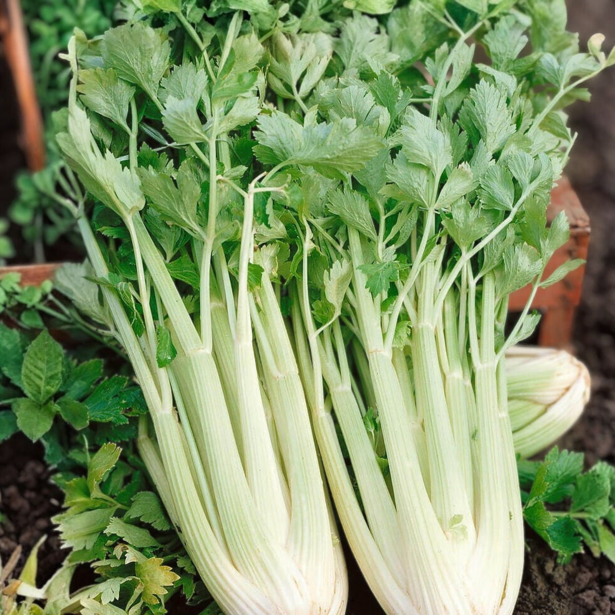 Celery Seeds - 50 Heirloom Non-GMO Utah Tall Variety for Home Garden - Gardening Seeds