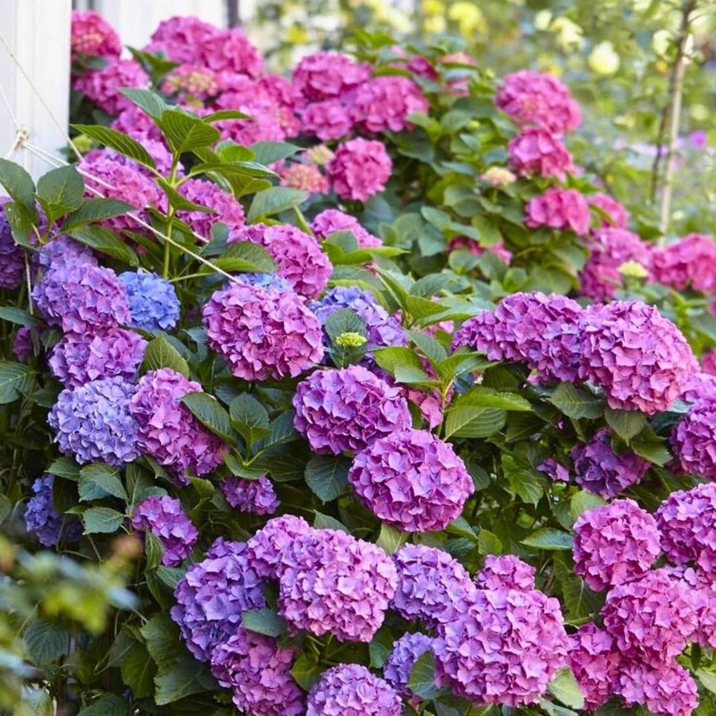 Hydrangea macrophylla Seeds Bouquet Rose - 85 or 250 Non-GMO Flower Seeds - Garden Blooming Plant