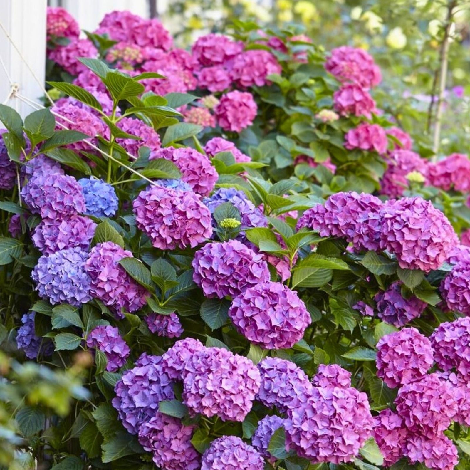 Hydrangea macrophylla Seeds Bouquet Rose - 85 or 250 Non-GMO Flower Seeds - Garden Blooming Plant