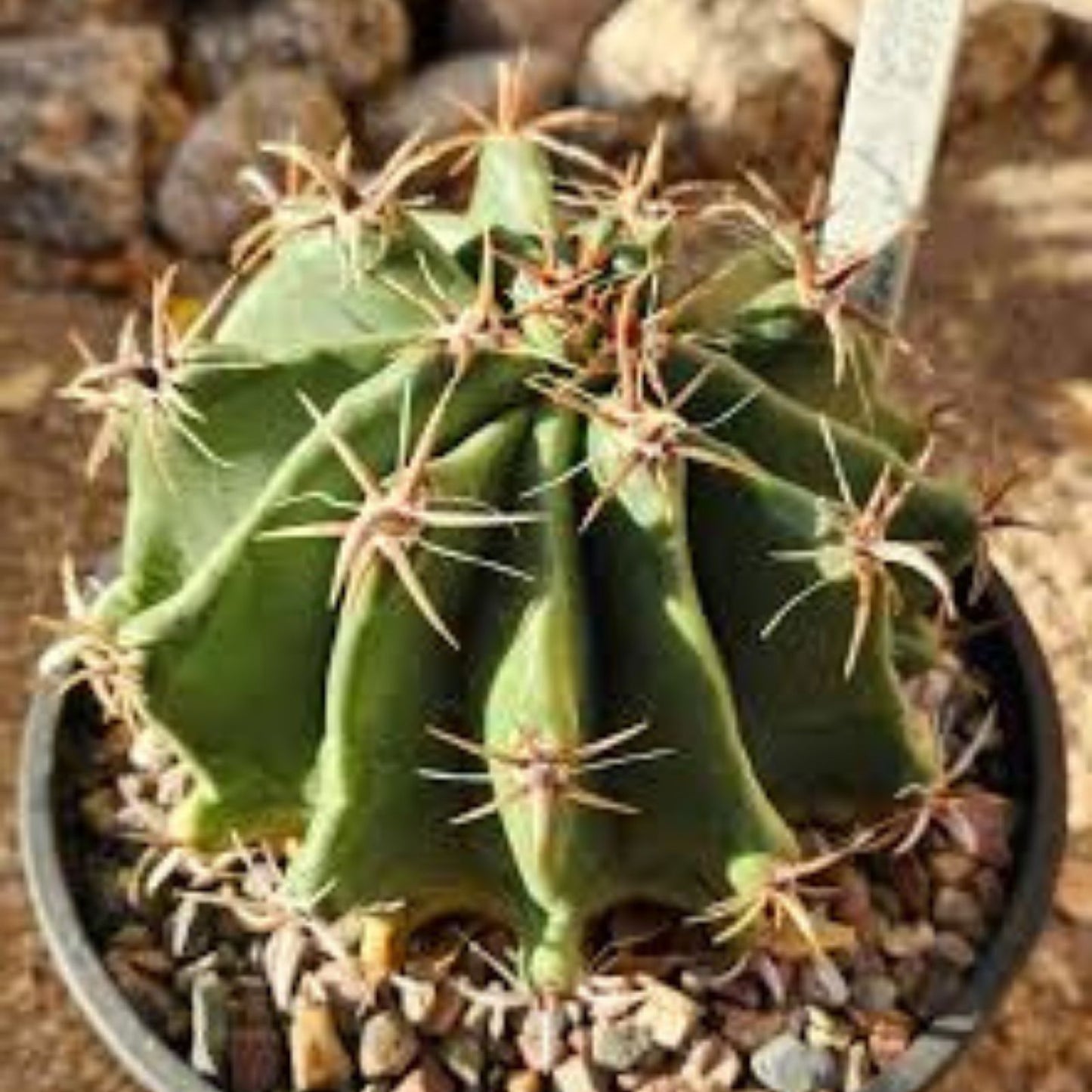 Ferocactus Herrerae Var Brevispinus Barrel Cactus Live Plant, Succulent, Drought-Tolerant Indoor/Outdoor Cactus