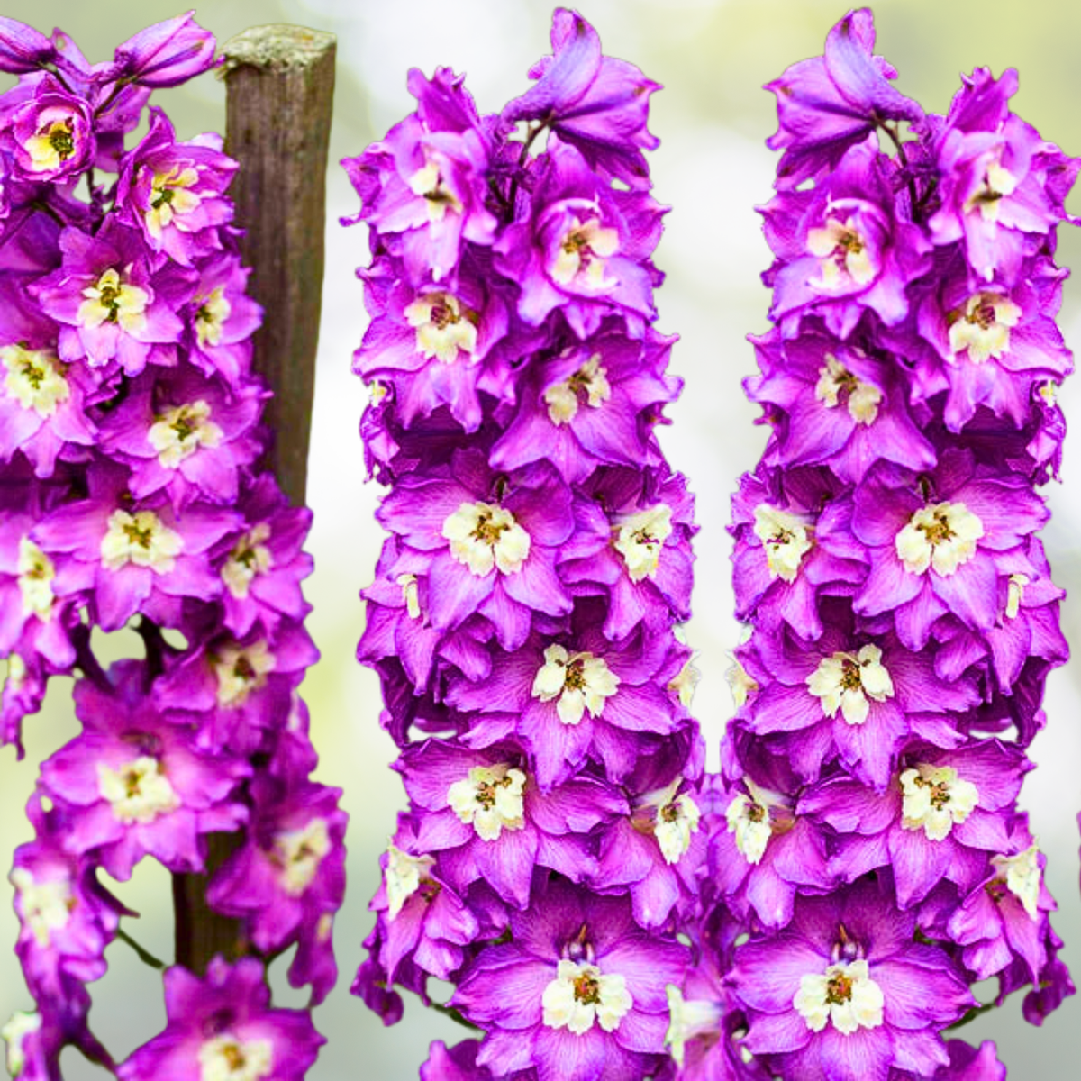 Rocket Larkspur Seeds - 500 Non-GMO Lilac Cut Flowers for Pollinators (Delphinium)