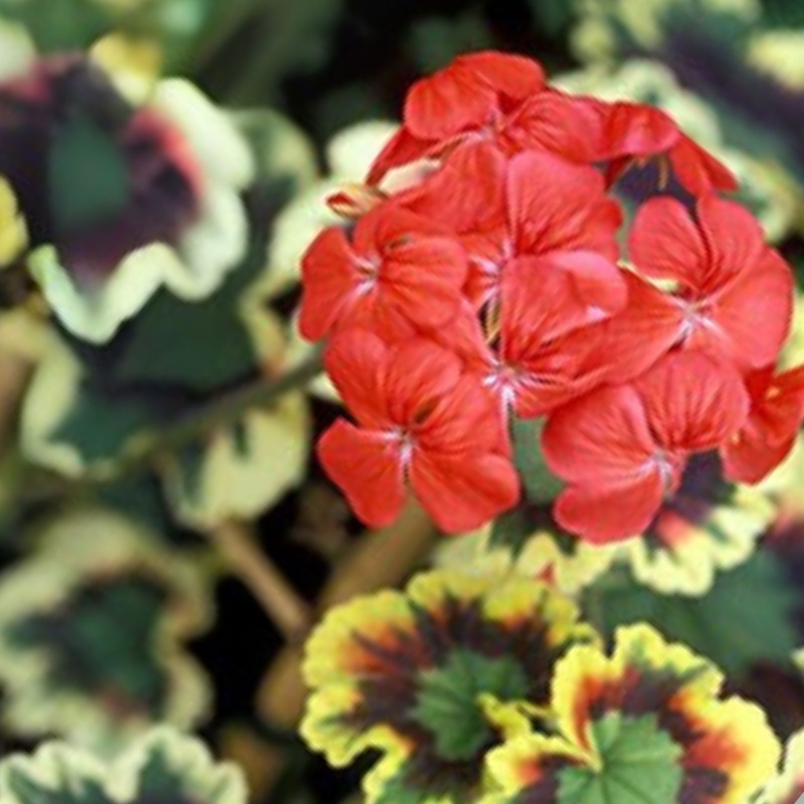 Rare Variegated Pelargonium Zonal Geranium 6" Live Plant Cutting - Unique Colorful Foliage, Ideal for Indoor Gardens