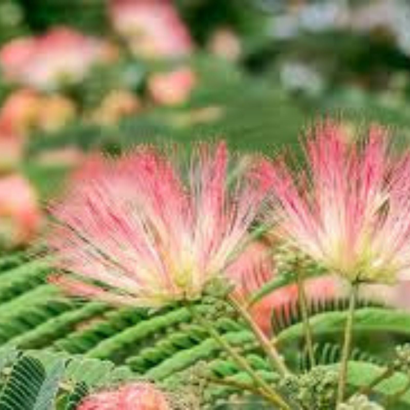 Mimosa Silk Tree Seeds 50 Count, Fast Growing, Hardy, Showy, Fragrant, Albizia julibrissin