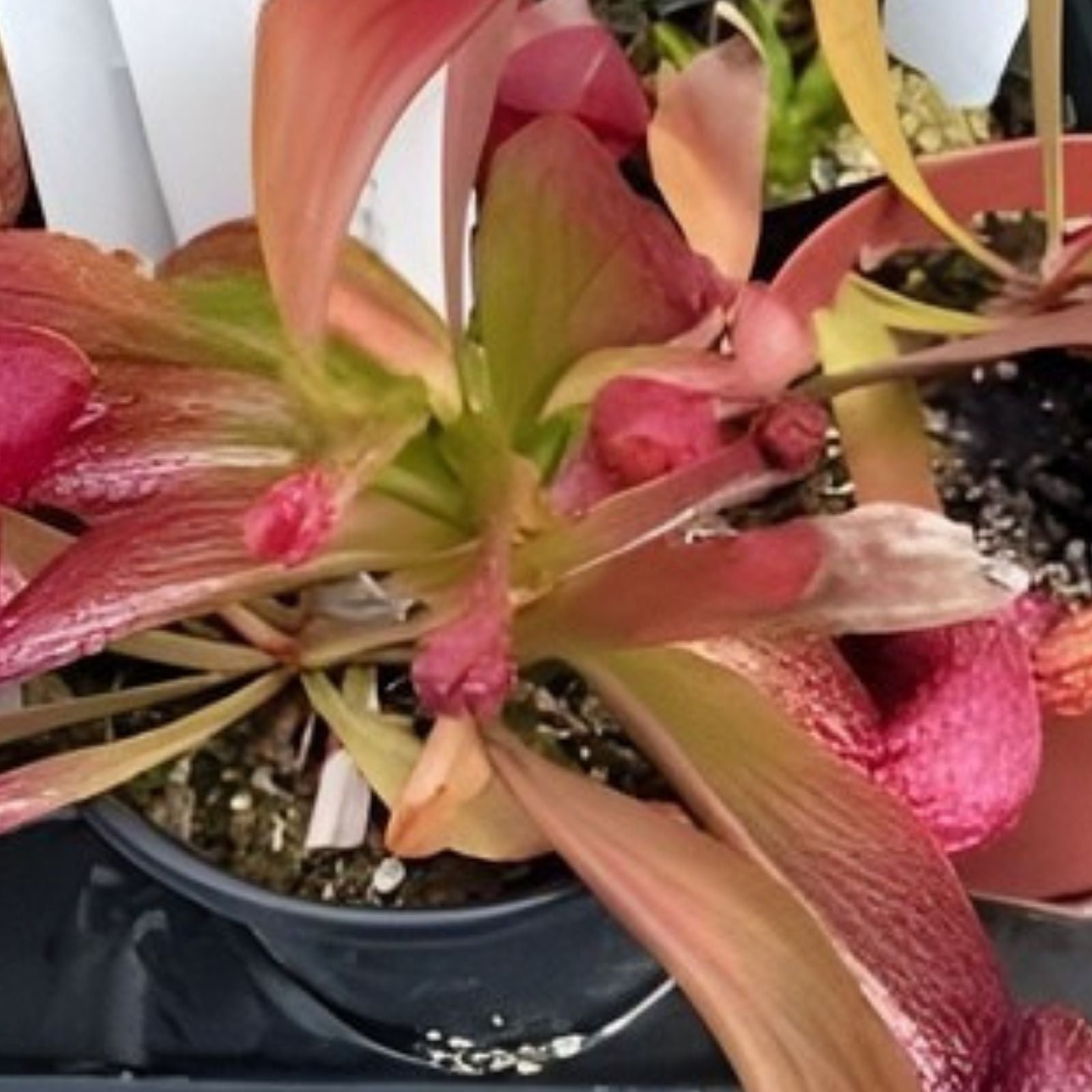 Rare Sarracenia Cultivar Persian Rug Live Pitcher Plant - Unique Carnivorous Plant for Collectors