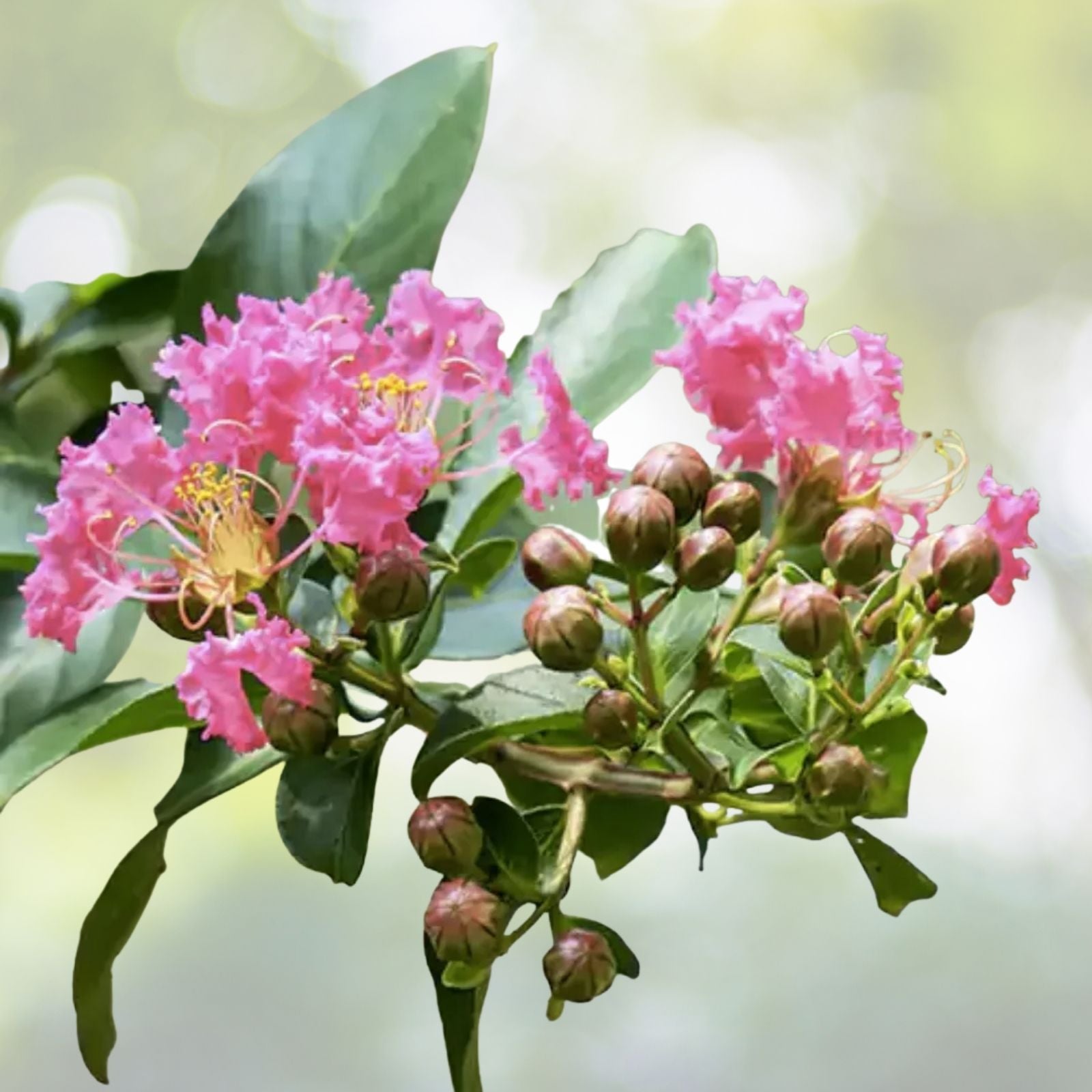 Hot Pink Crepe Myrtle Trees 6" Rooted Cuttings Lagerstroemia indica Fast Growing Flowering Bushes