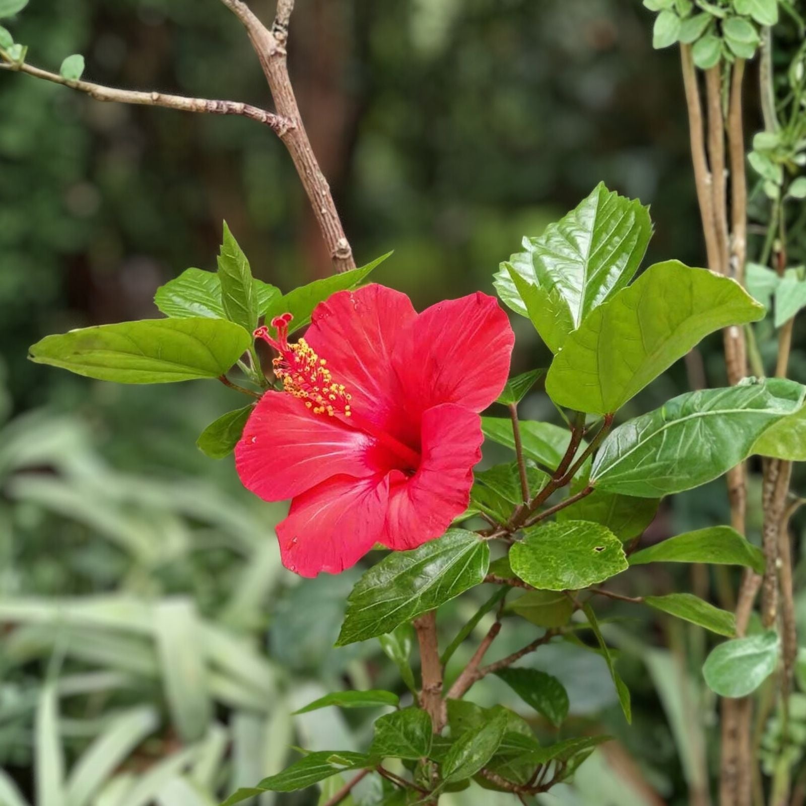 Hibiscus rosa-sinensis Cuttings - Cream with Pink Splash - 6 Inch No Roots Hibiscus Plant Propagation