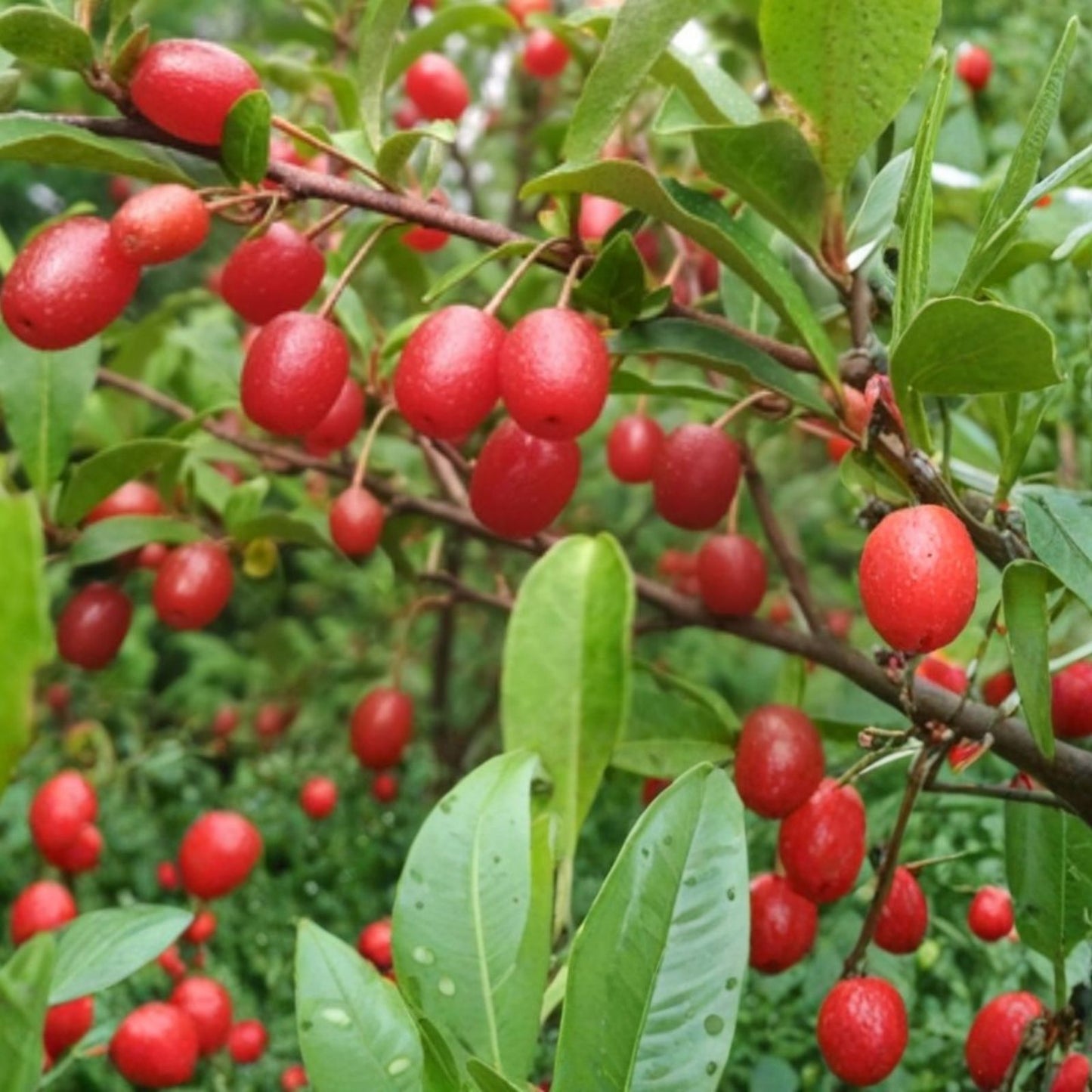 Goumi Cuttings - 4 Edible Red Fruit Plants - Nitrogen Fixing Permaculture Tree - Elaeagnus multiflora