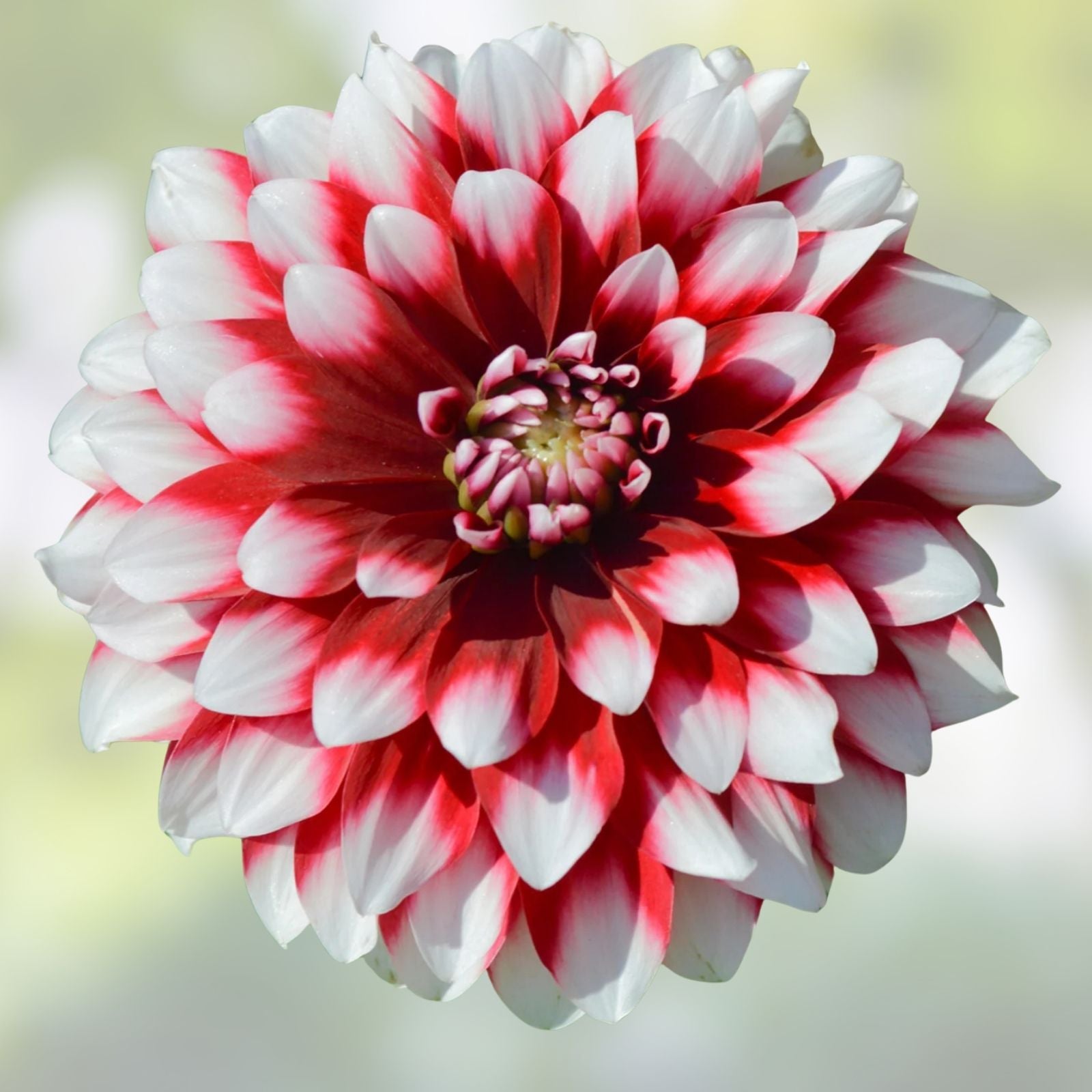 Dahlia Tuber Clump Red White Large Bloom Decorative Flower Plant Duet Perennial Garden Flower