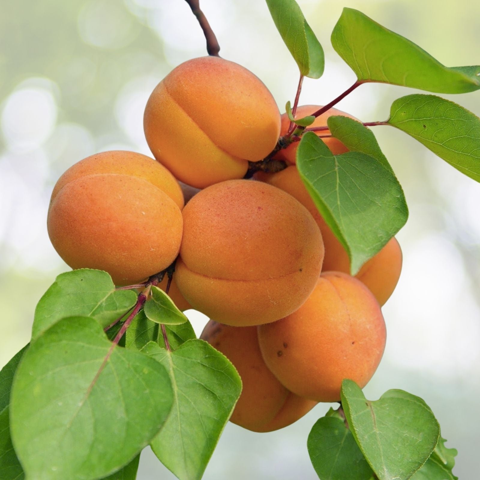 Dwarf Apricot Tree Seeds - Organic 5 Pre-Stratified Seeds - Prunus armeniaca - Free Shipping