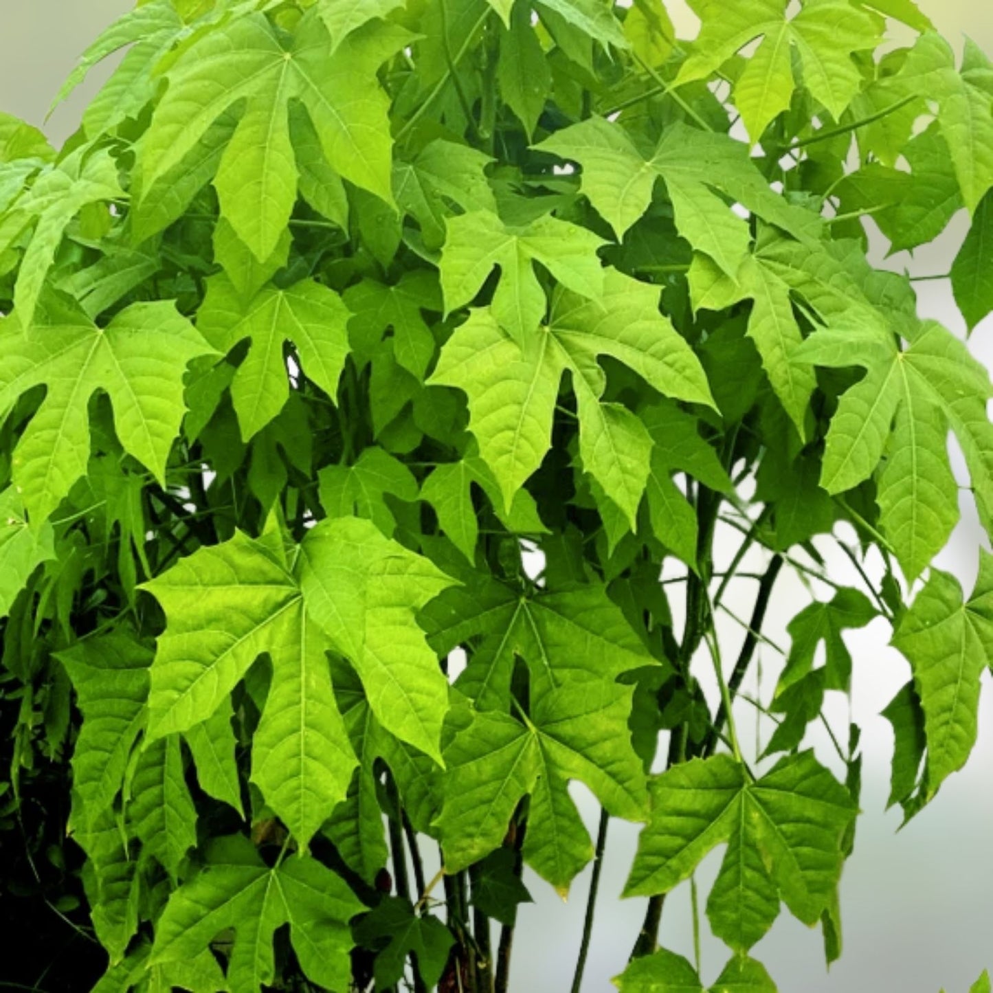 Chaya Cuttings Organic Spineless Chaya Mansa Maya Spinach Tree 5 Plant Clippings for Edible Gardens
