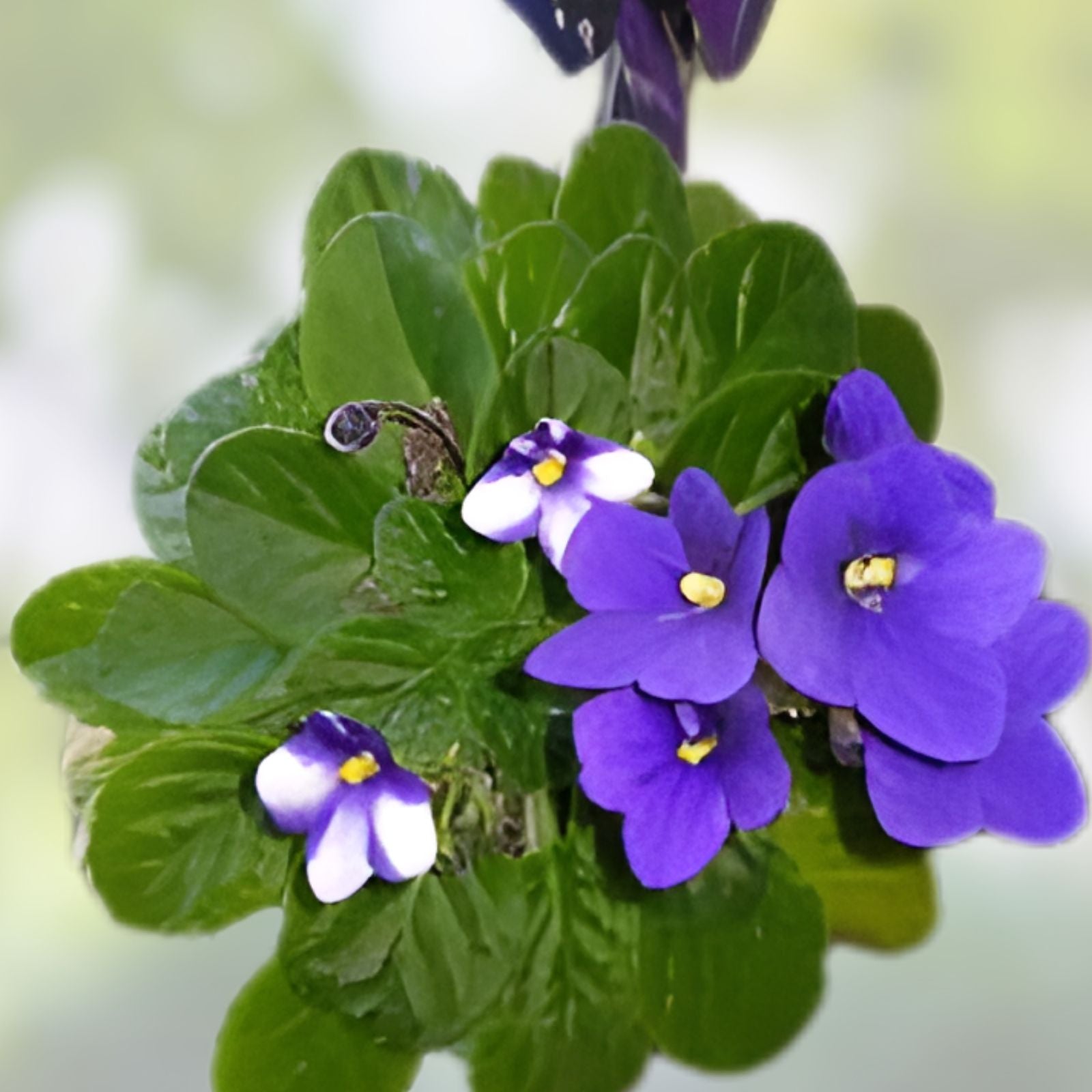 African Violet Leaf Cutting - Rainbow Butterflies Variety - Saintpaulia ionantha Propagation Plant