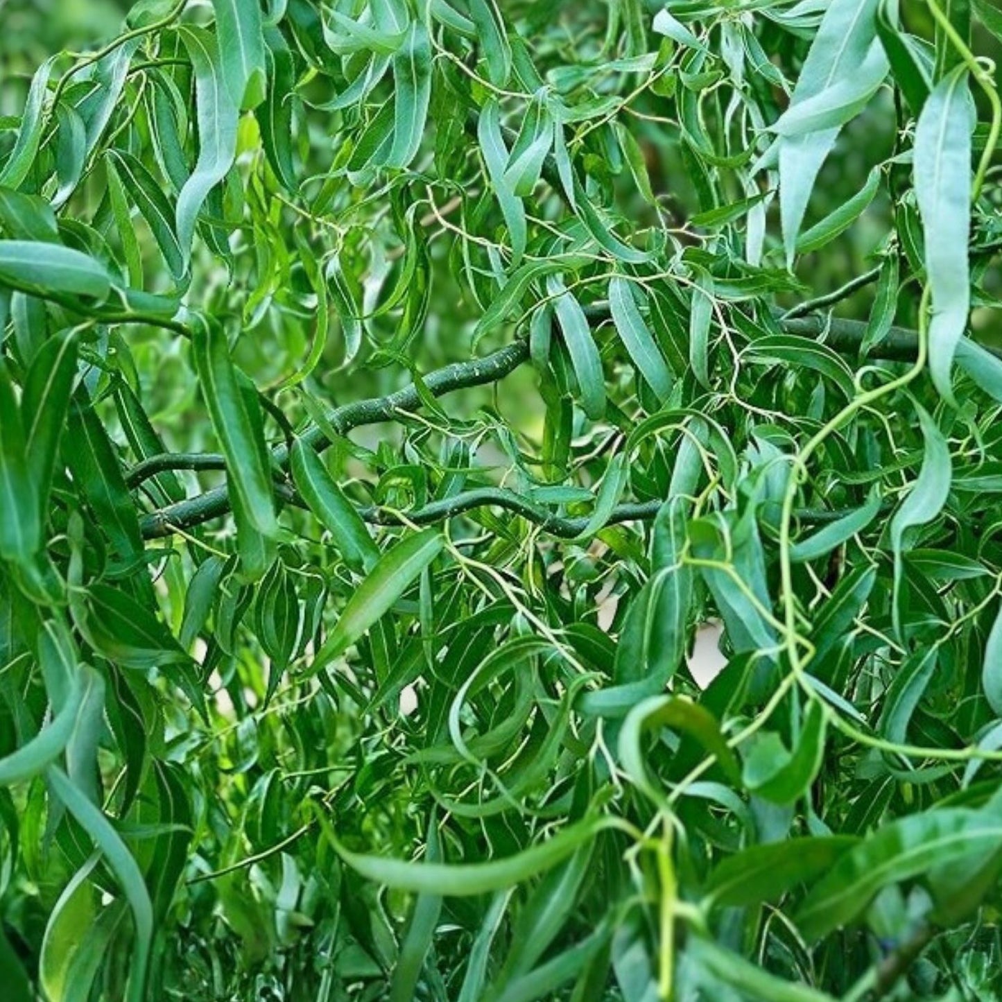 Green Curly Willow Trees 4 Pack - Fast Growing Exotic Trees for Bonsai - Salix matsudana