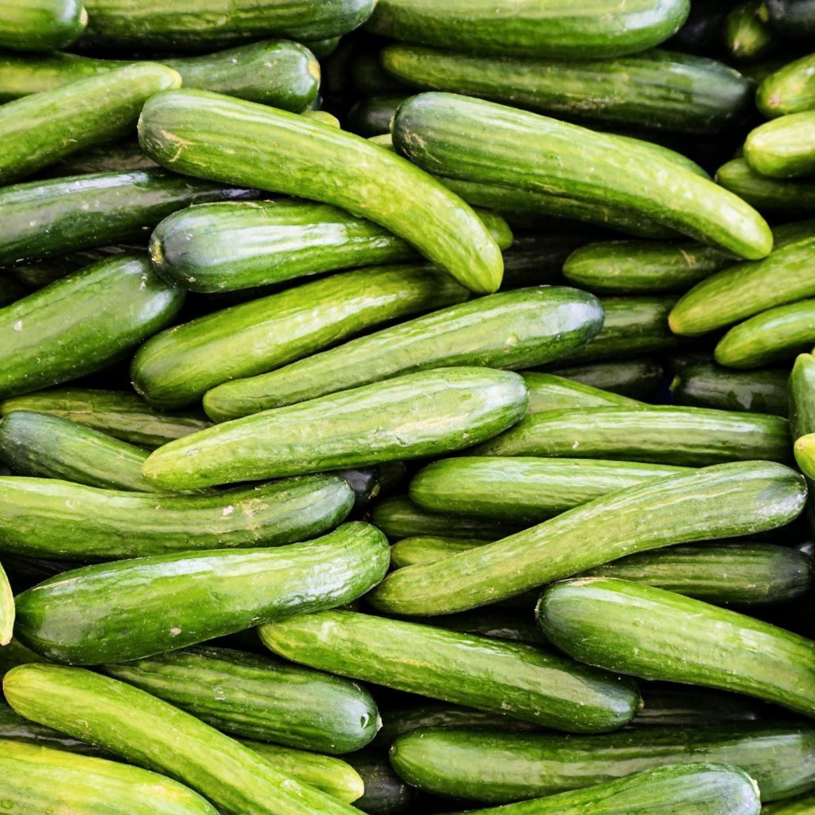 Persian Beit Alpha Cucumber Seeds – 40+ Heirloom Non-GMO Organic Gardening Supplies, Lebanese Variety