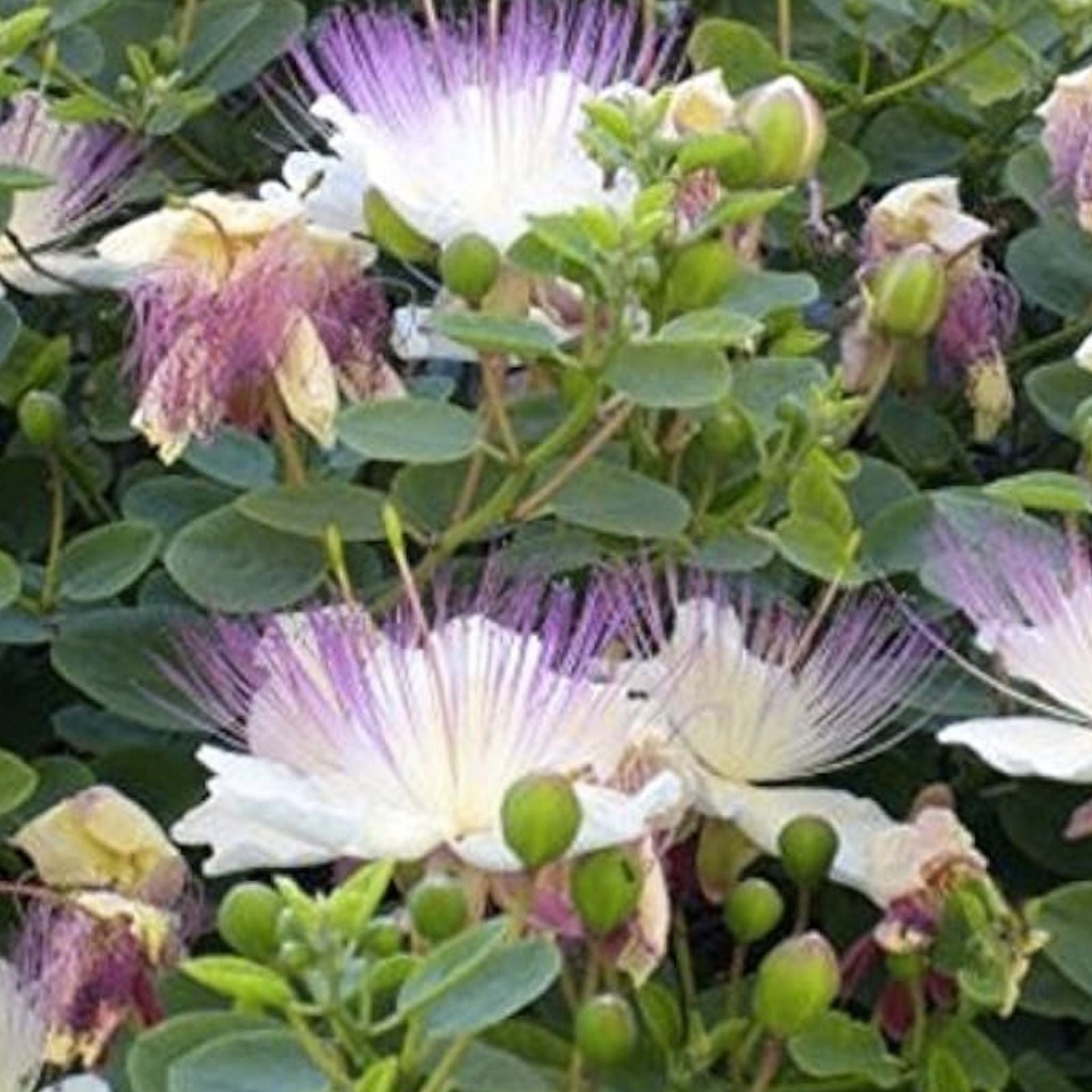 Caper Bush Seeds 20 Count - Culinary & Medicinal Herb - Perennial Capparis Spinosa Plant Seeds
