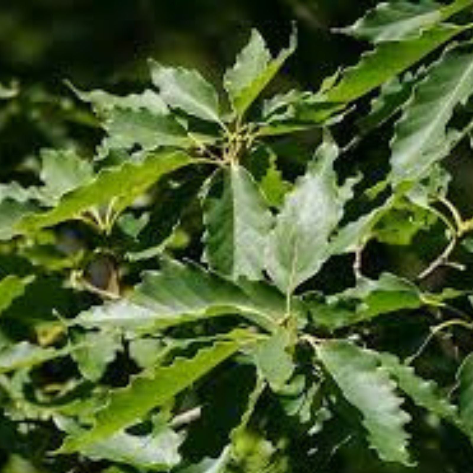 Chestnut Oak Tree Seedlings Quercus prinus Native Hardwood Live Plant 1 3 ft for Landscaping Reforestation