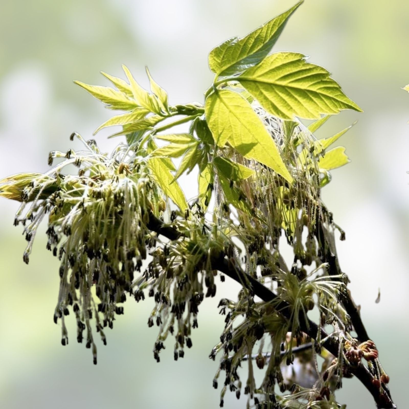 Boxelder Maple Tree Seeds 30 Pack - Acer negundo Native Tree Seeds for Planting from Iowa