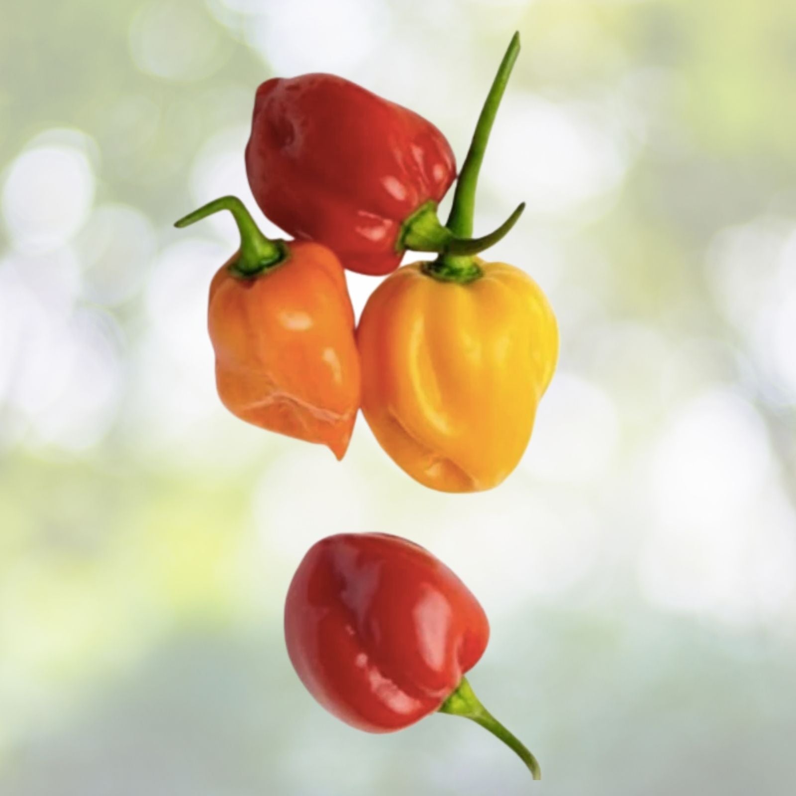 Organic Habanero Hot Pepper Seeds - 30+ Heirloom Seeds for Fresh Garden - Capsicum chinense