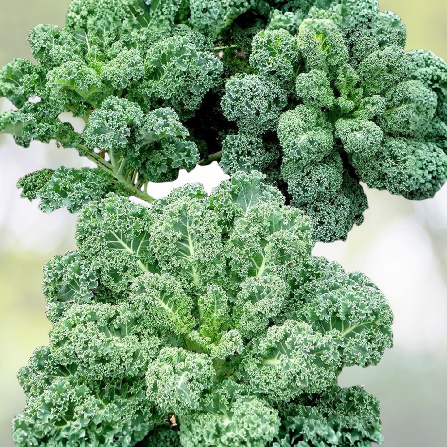 Kale Seeds 100 Heirloom Non-GMO Vates Blue Curled Scotch Organic Vegetable Gardening Brassica oleracea