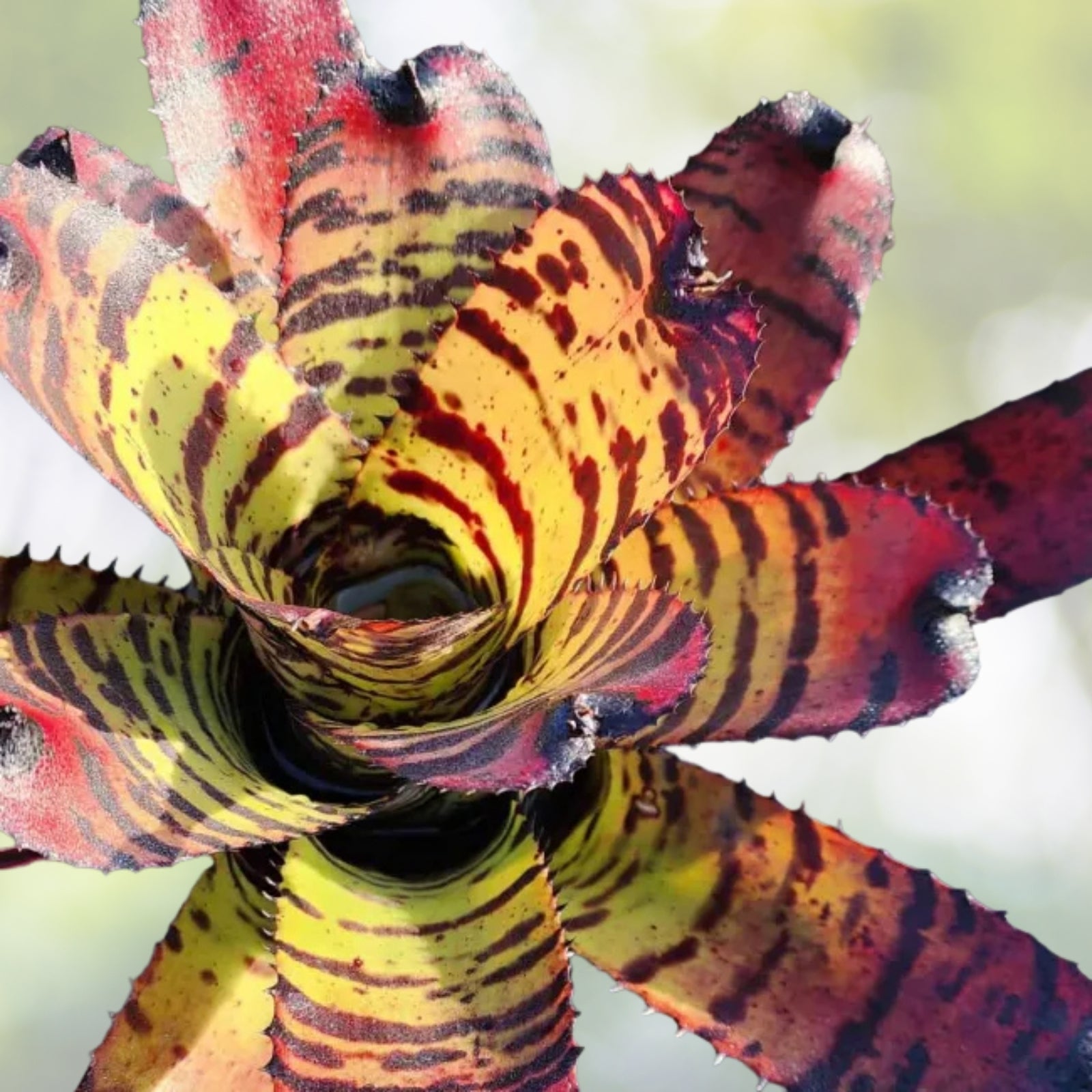 Neoregelia Hannibal Lecter 6" Bromeliad Plant - Exotic Tropical Houseplant, Neoregelia spp.