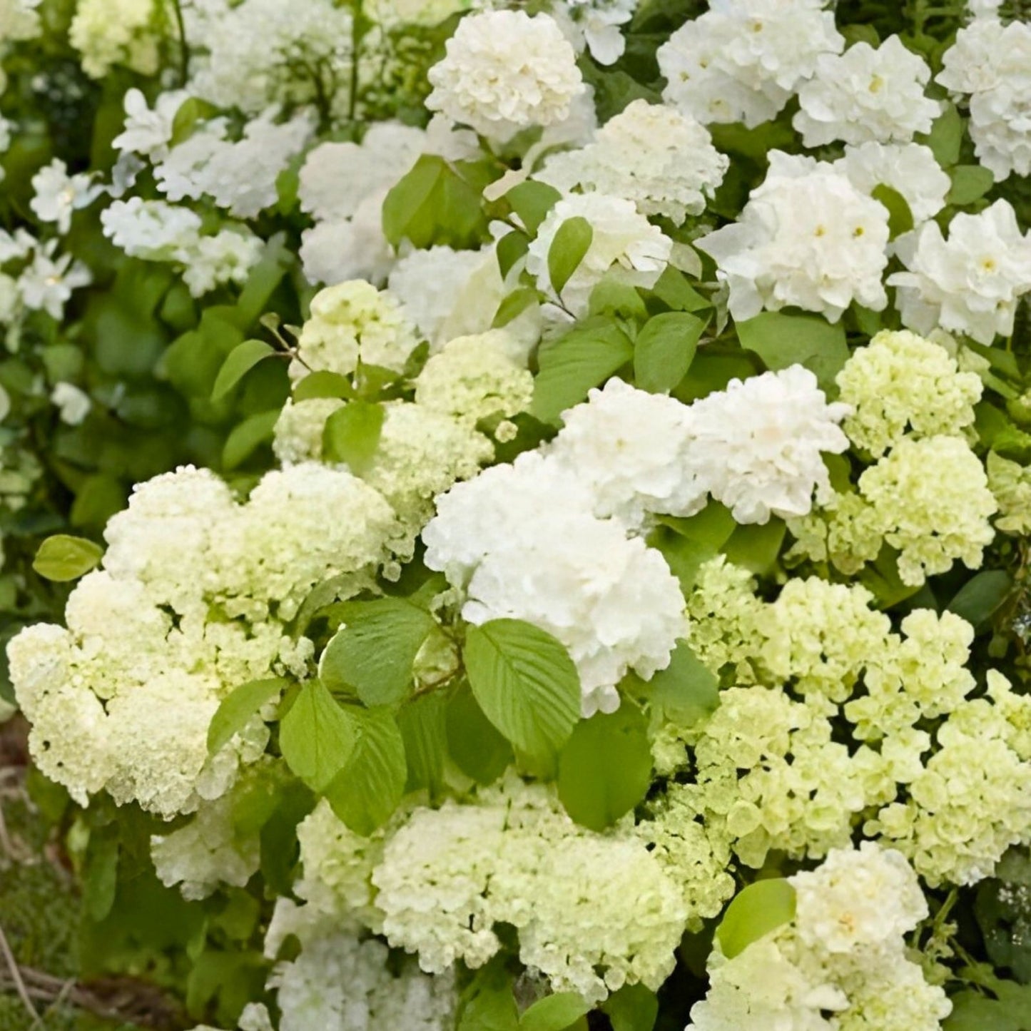Popcorn Viburnum Live Plant 20-24 Inches Deciduous Shrub Viburnum plicatum f. plicatum for Garden Landscape