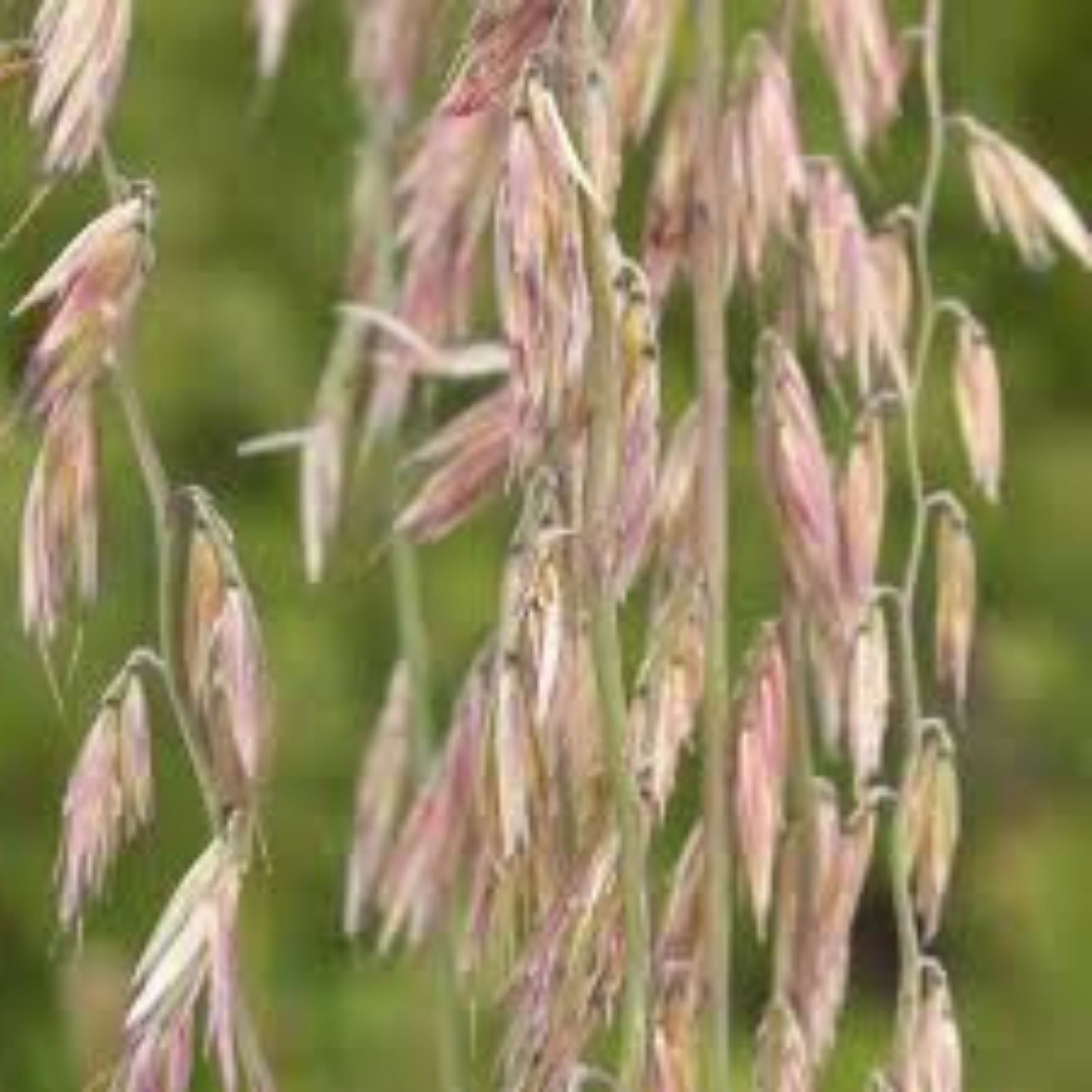 Sideoats Grass Seeds for Planting - Native Prairie Grass - Drought Tolerant - Eco-Friendly - Bouteloua curtipendula