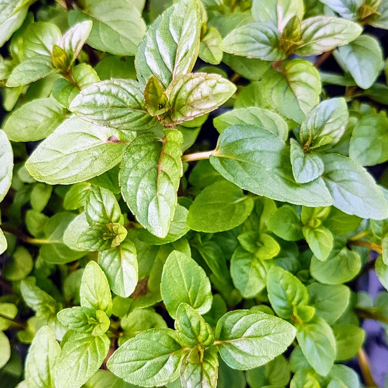 Chocolate Mint Plants - 50+ Bare Root Plugs - Black Peppermint - Mentha × piperita 'Chocolate' for Gardens and Containers