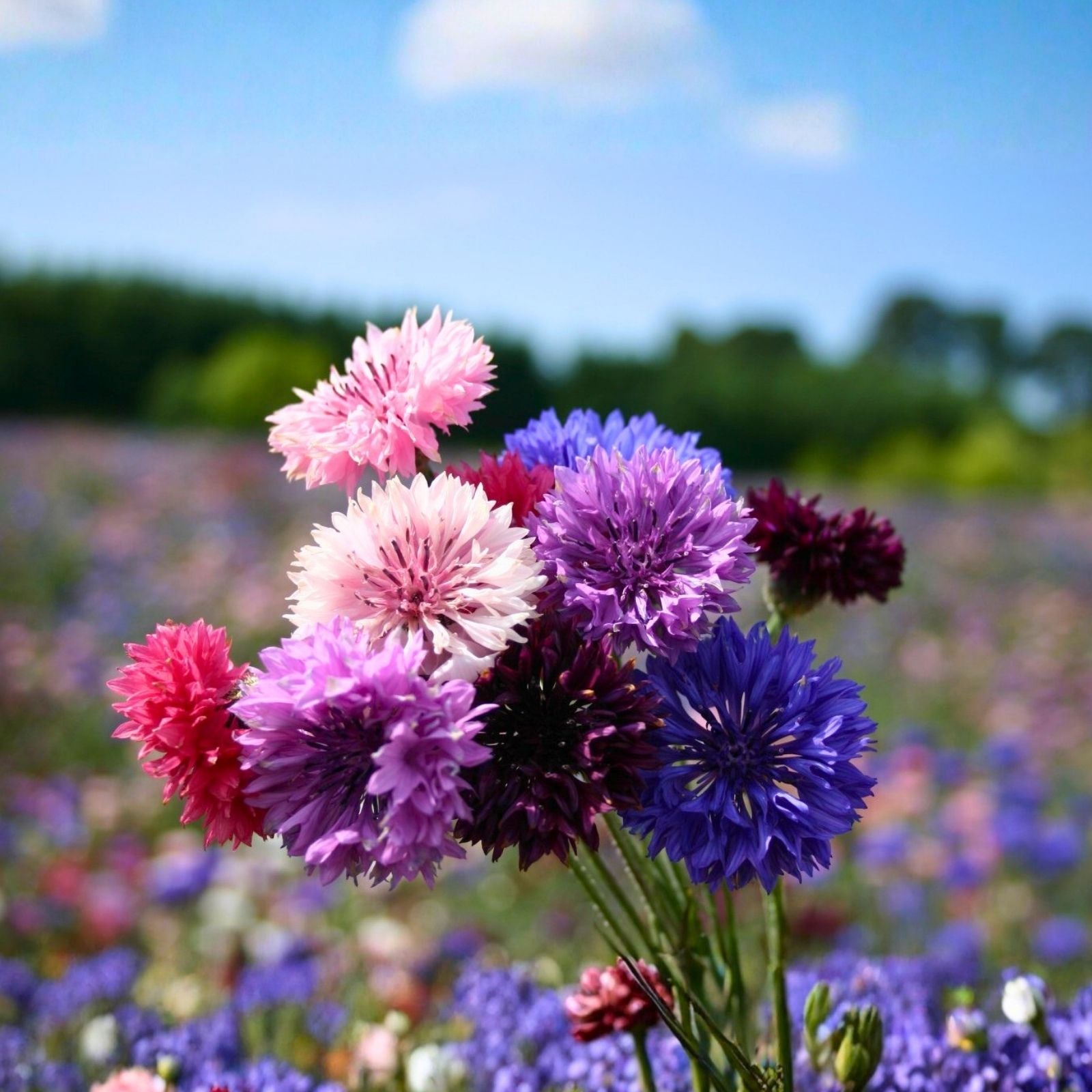 Dwarf Polka Dot Mix Bachelor Button Seeds - 50 Pack Bright Colors Centaurea cyanus Flower Seeds