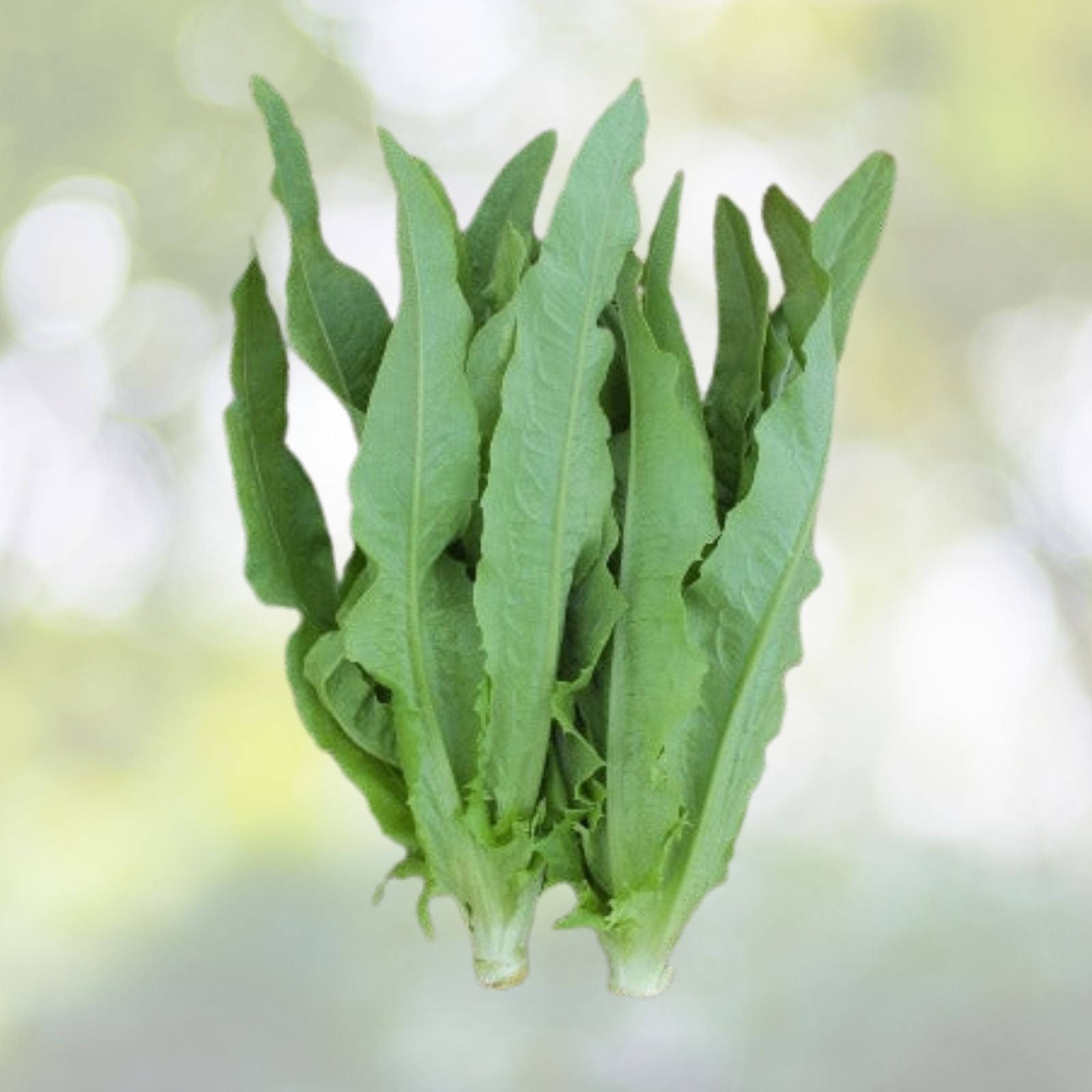 Chinese Leaf Lettuce Seeds - 200+ Seeds - Sword Pointed Lettuce (A Choy Yu Mai Tsai) - USA Grown