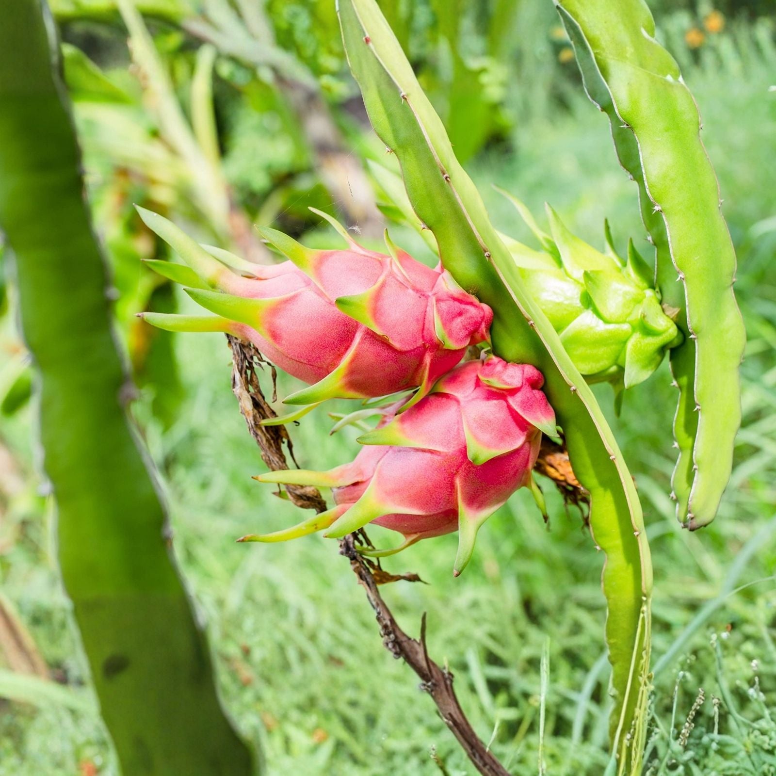 Rooted Yellow Dragon Fruit Seedlings - 4 Inch Hylocereus undatus Cactus Plants for Tropical Fruit Garden Starter