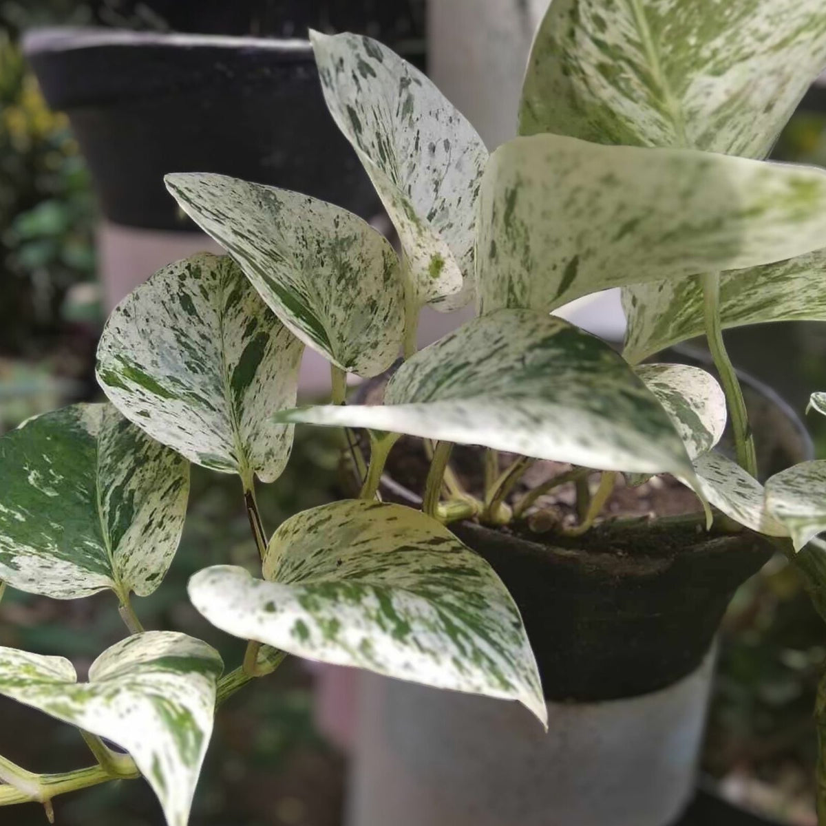 Snow Marble Queen Pothos Cuttings, 3 Fresh Epipremnum aureum Propagation Plants, Indoor Plant Cuttings, No Roots