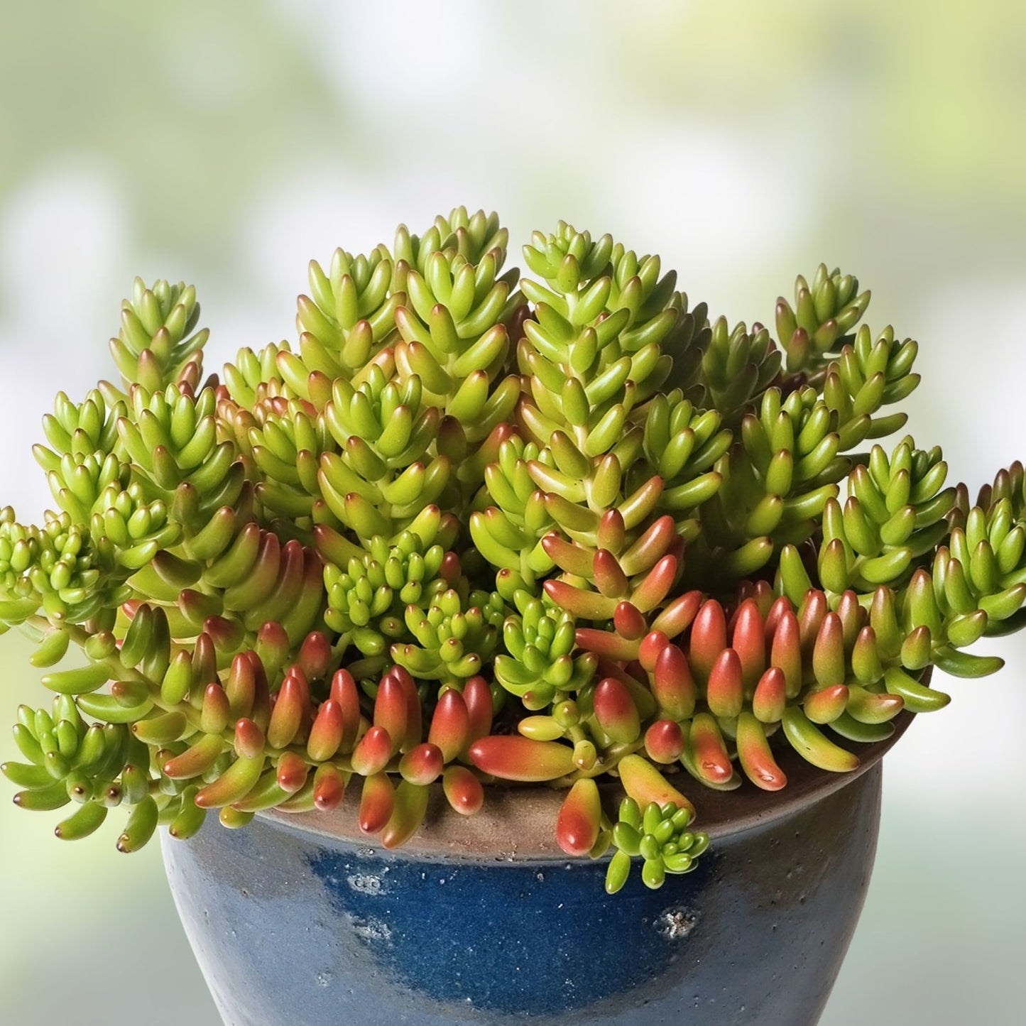 Sedum Rubrotinctum Jelly Bean Cutting - Rare Unrooted Succulent Plant for Indoor Gardening