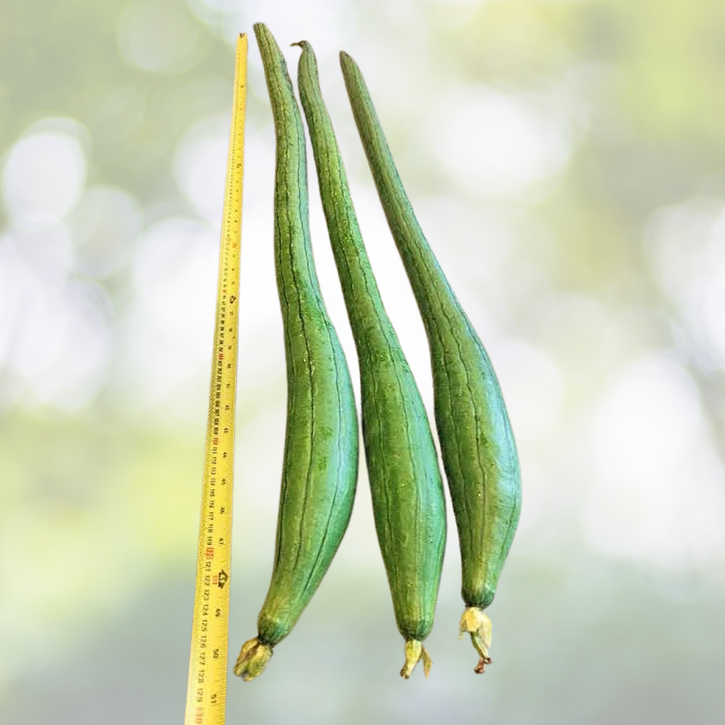 Super Long Luffa Gourd Seeds - 30pcs Non-GMO Loofah Sponge Seeds - Luffa aegyptiaca